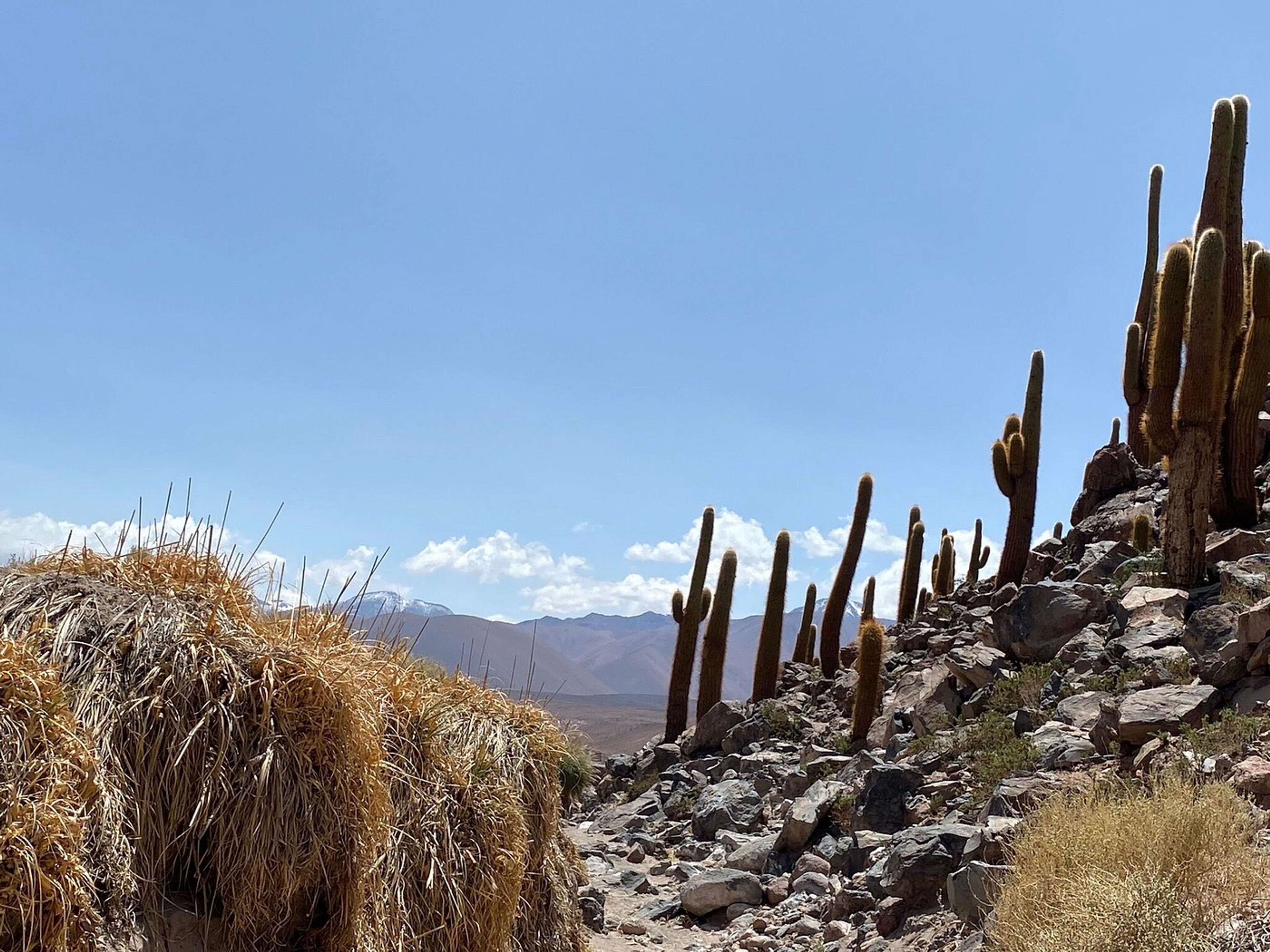Tур "ПРОГУЛКА ПО КАКТУС ГУАТИН". "HIKE GUATIN CACTUS" Tour, San pedro de Atacama, Chile.
