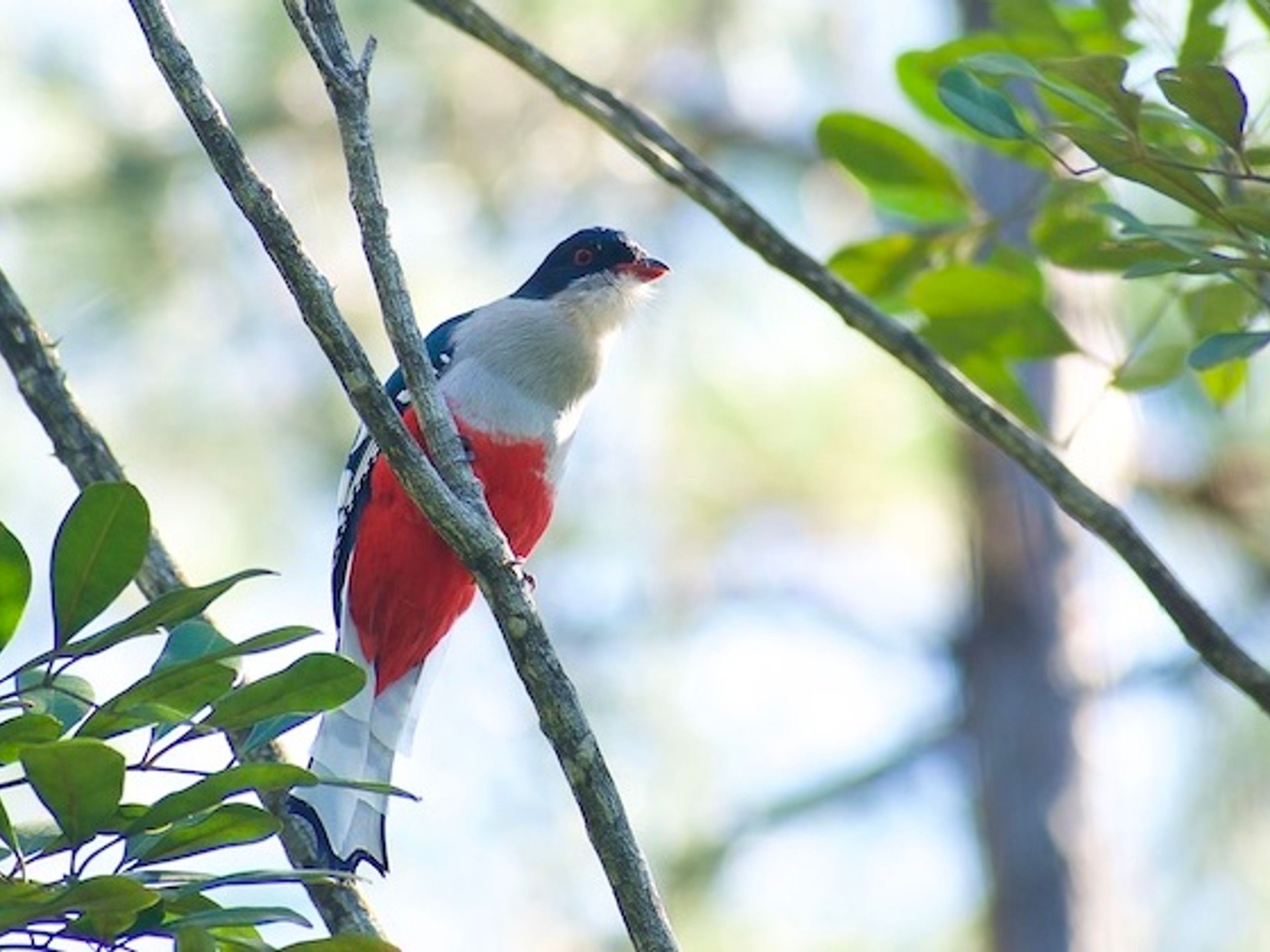 "BIRD WATCHING TRAIL IN SOROA NATURAL PARK" Tour. "BIRD WATCHING TRAIL IN SOROA NATURAL PARK" Tour, Artemisa, Cuba.