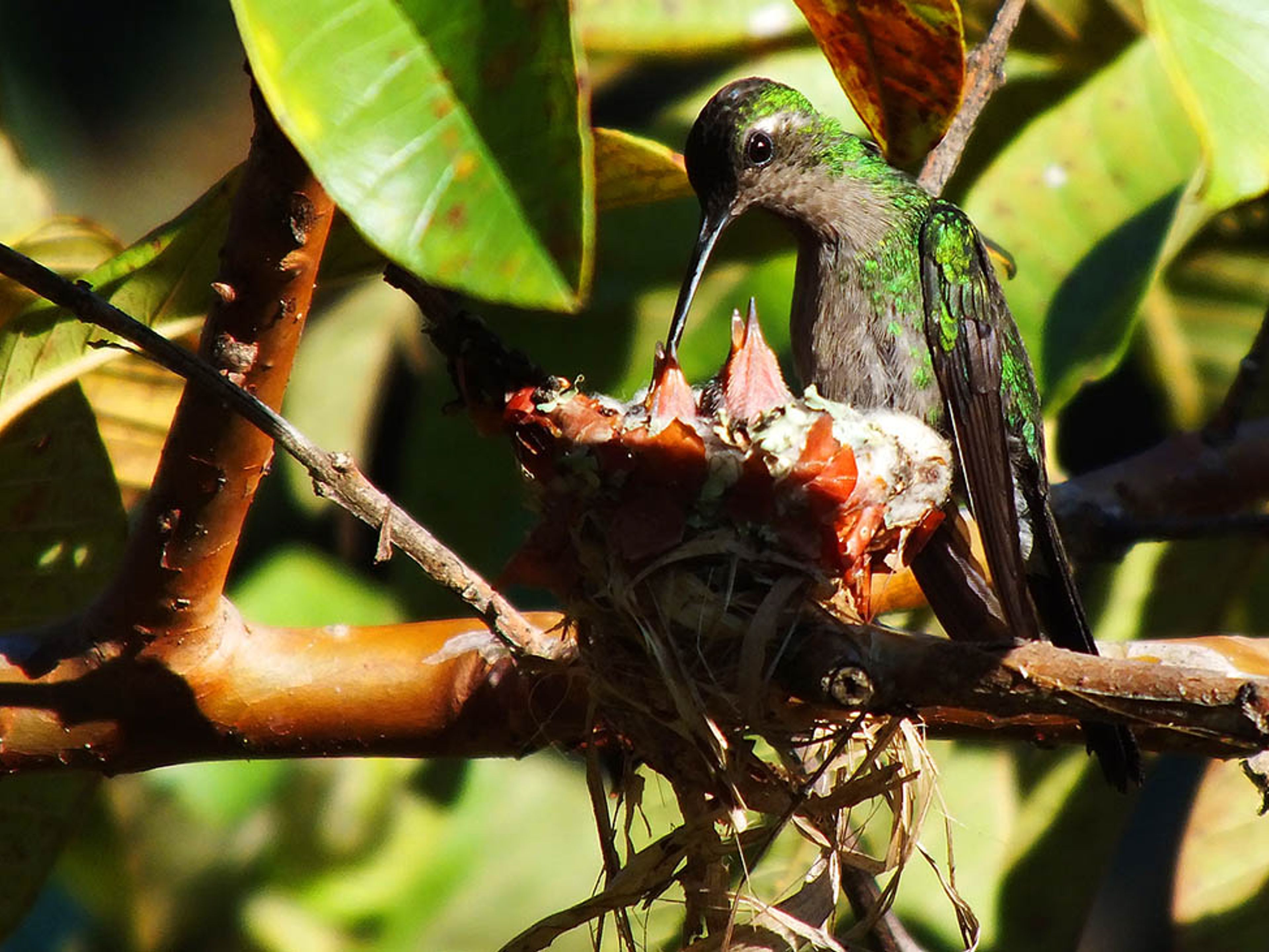 "BIRD WATCHING TRAIL IN SOROA NATURAL PARK" Tour. "BIRD WATCHING TRAIL IN SOROA NATURAL PARK" Tour, Artemisa, Cuba.