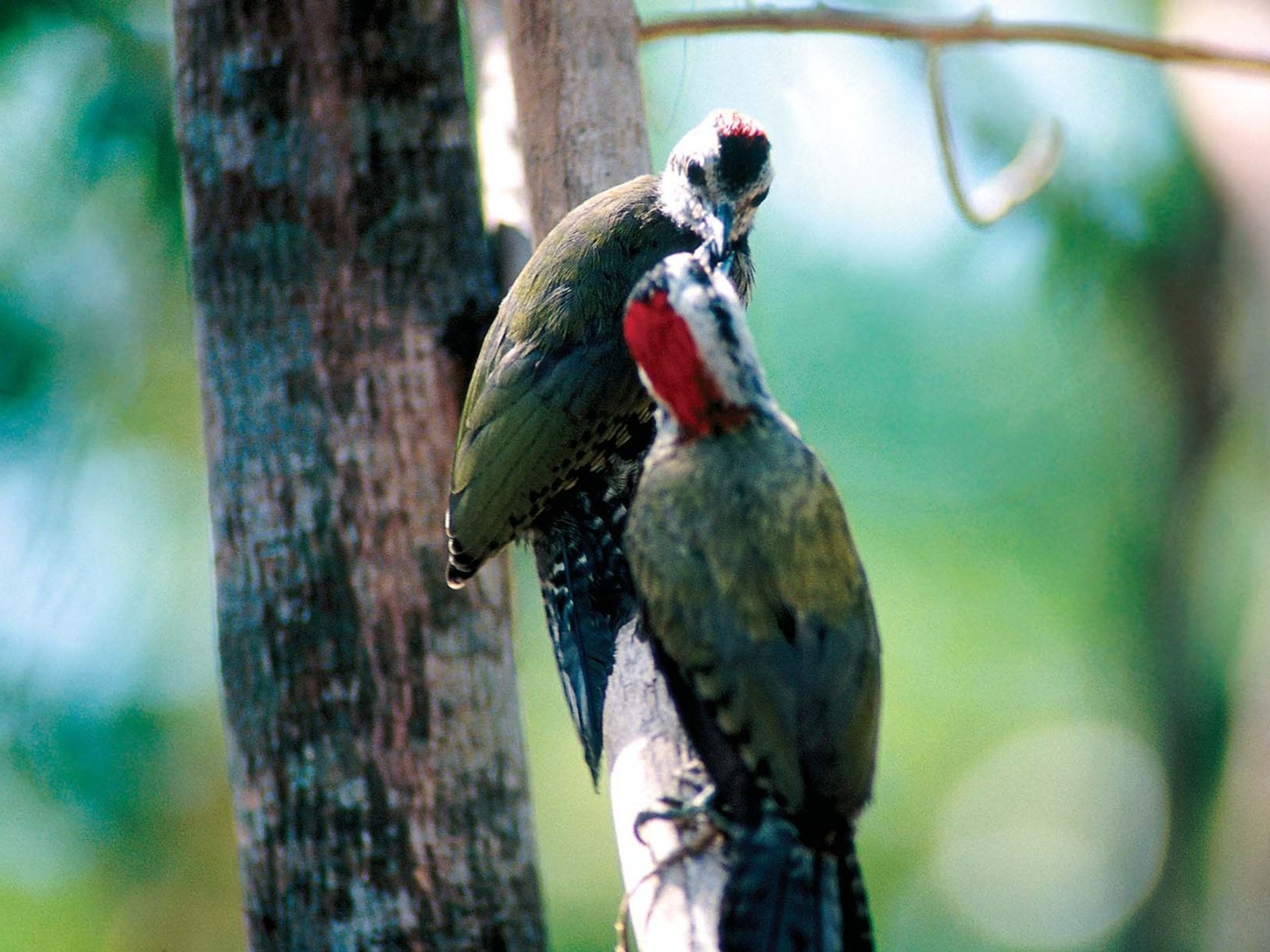 Jeep Safari "OSSERVAZIONE DEGLI UCCELLI SULLA COLLINA DI YAGUAJAY". Cuban birds, Holguín, Cuba.