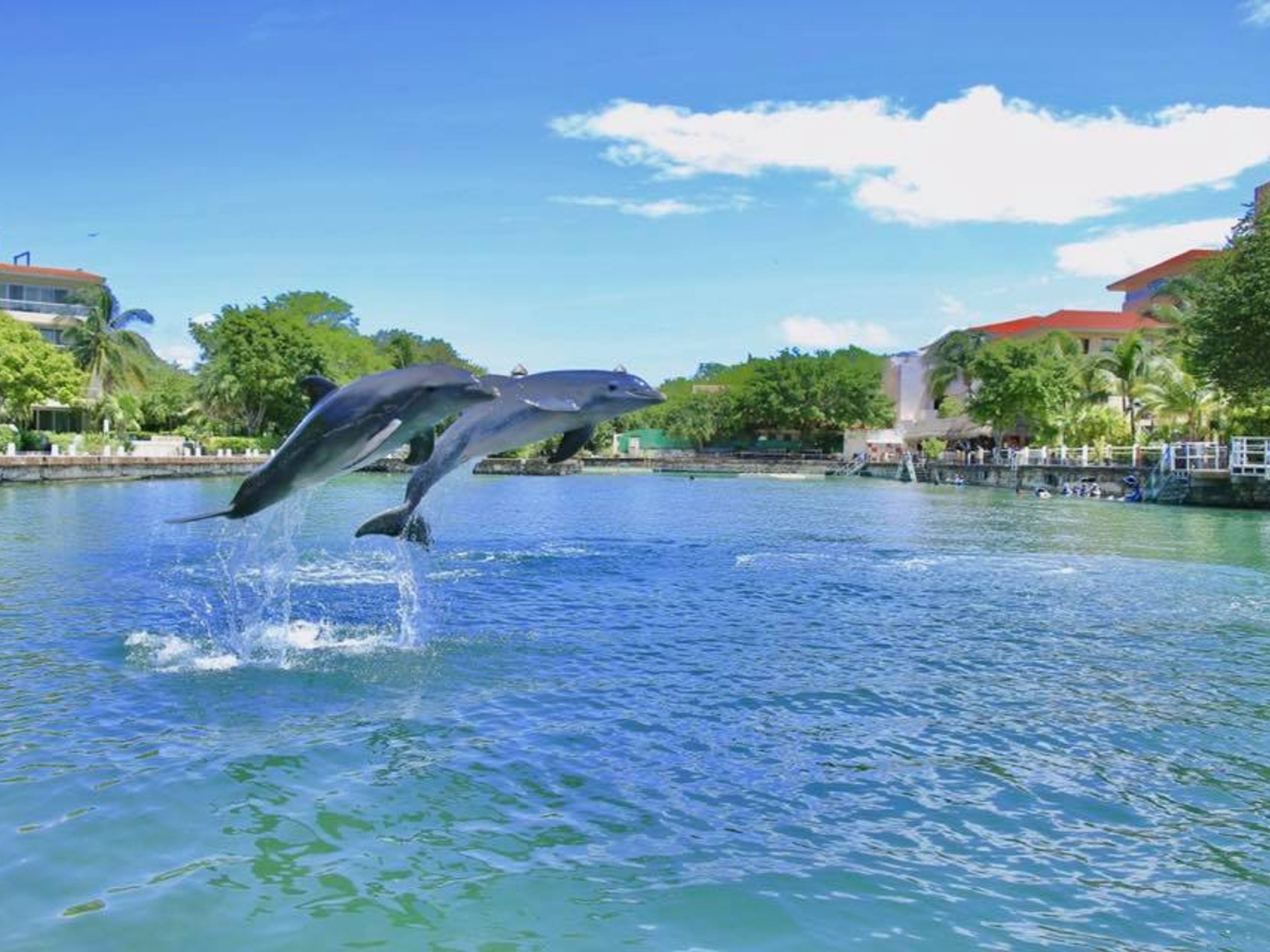 Tour "Tulum + natación subacuática con delfines"