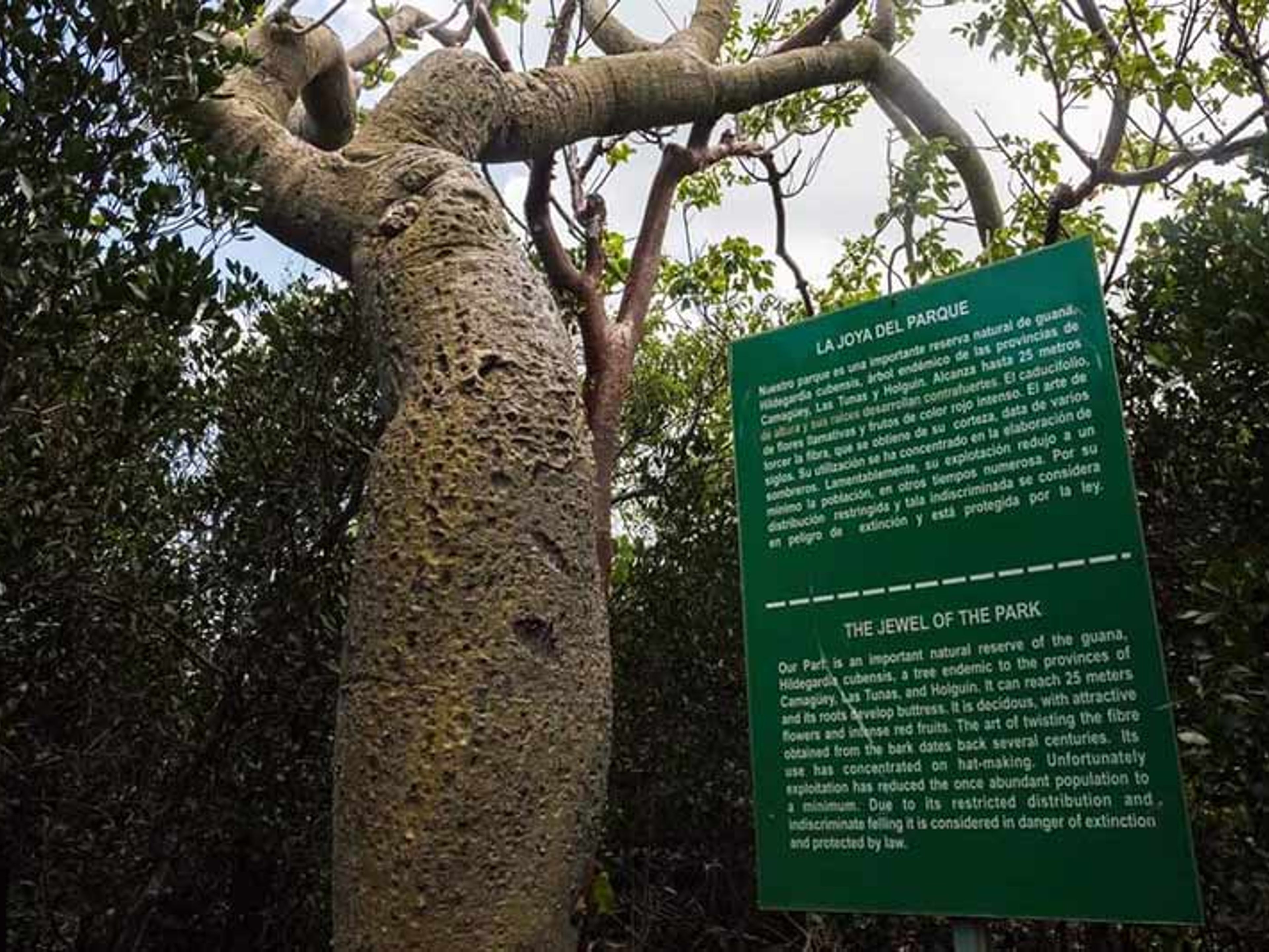Excursión “SENDERO LAS GUANAS”. “LAS GUANAS TRAIL” Tour, Bioparque Rocazul, Playa Guardalavaca, Holguín, Cuba.
