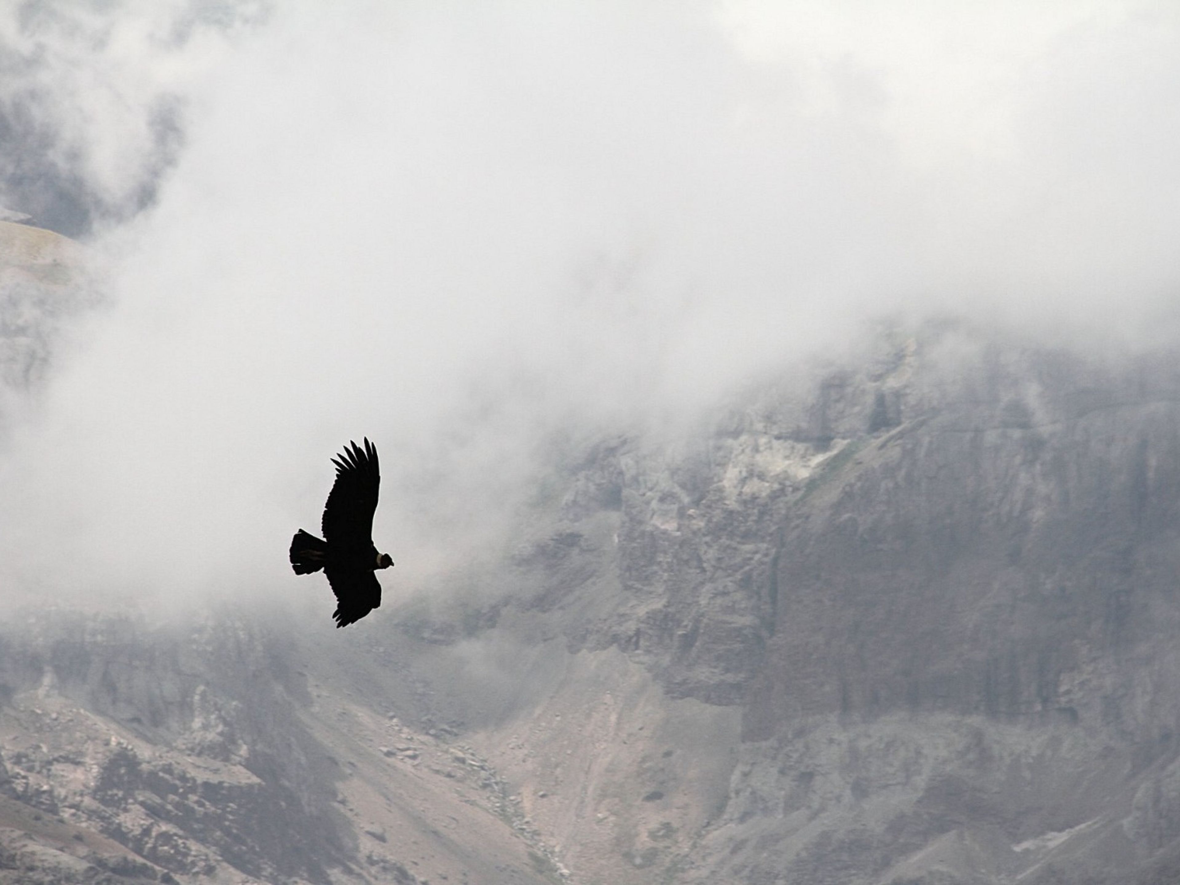 Tour "VISITA PANORAMICA ATTRAVERSO LA CATENA MONTUOSA CILENA". “PANORAMIC VISIT THROUGH THE CHILEAN MOUNTAIN RANGE” Tour, Valle Nevado, El Colorado, and Parque Farellones, Chile.