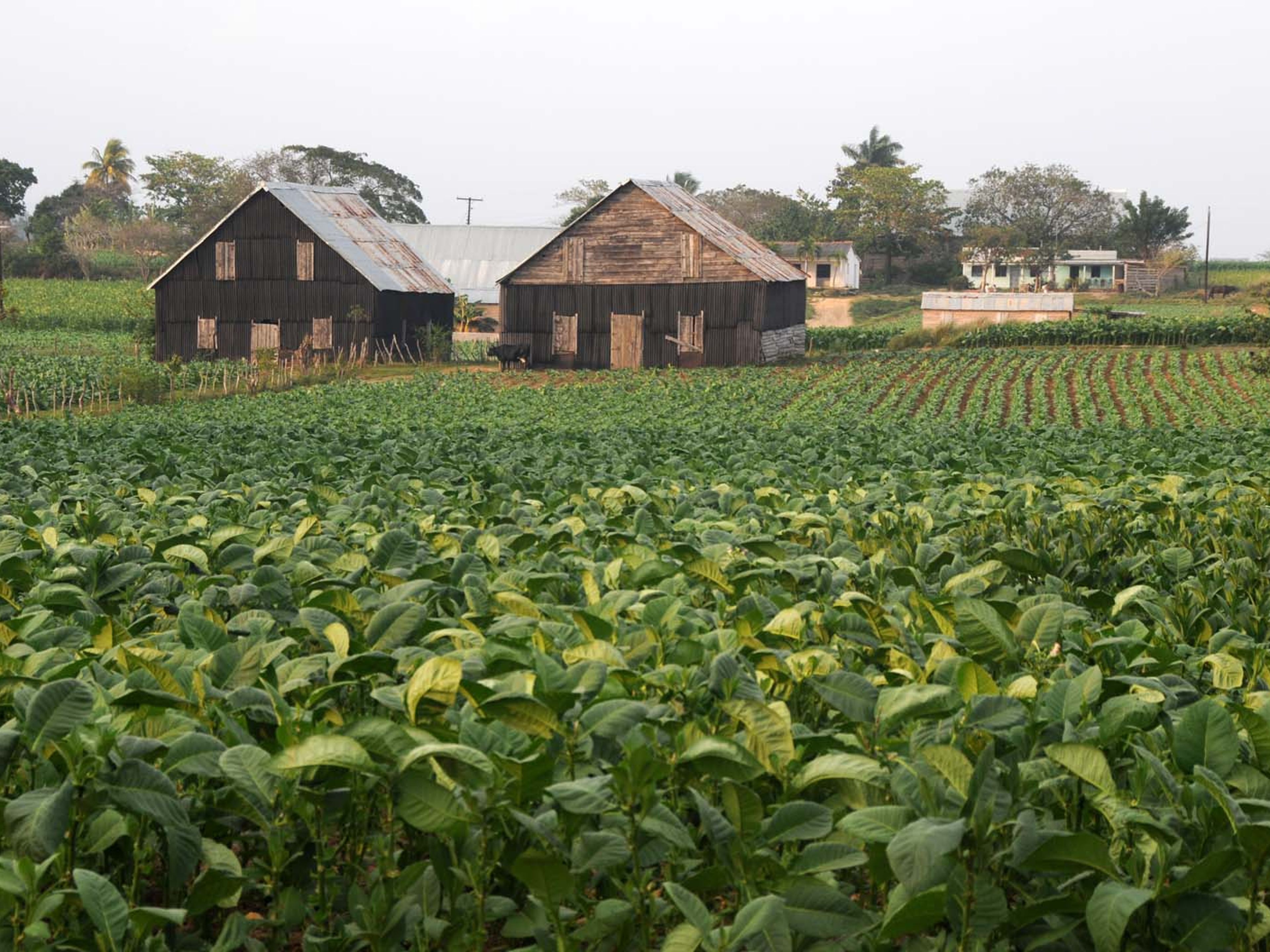 Excursión “VISITA A PINAR DEL RÍO”. Tobacco plantations in Pinar del Río