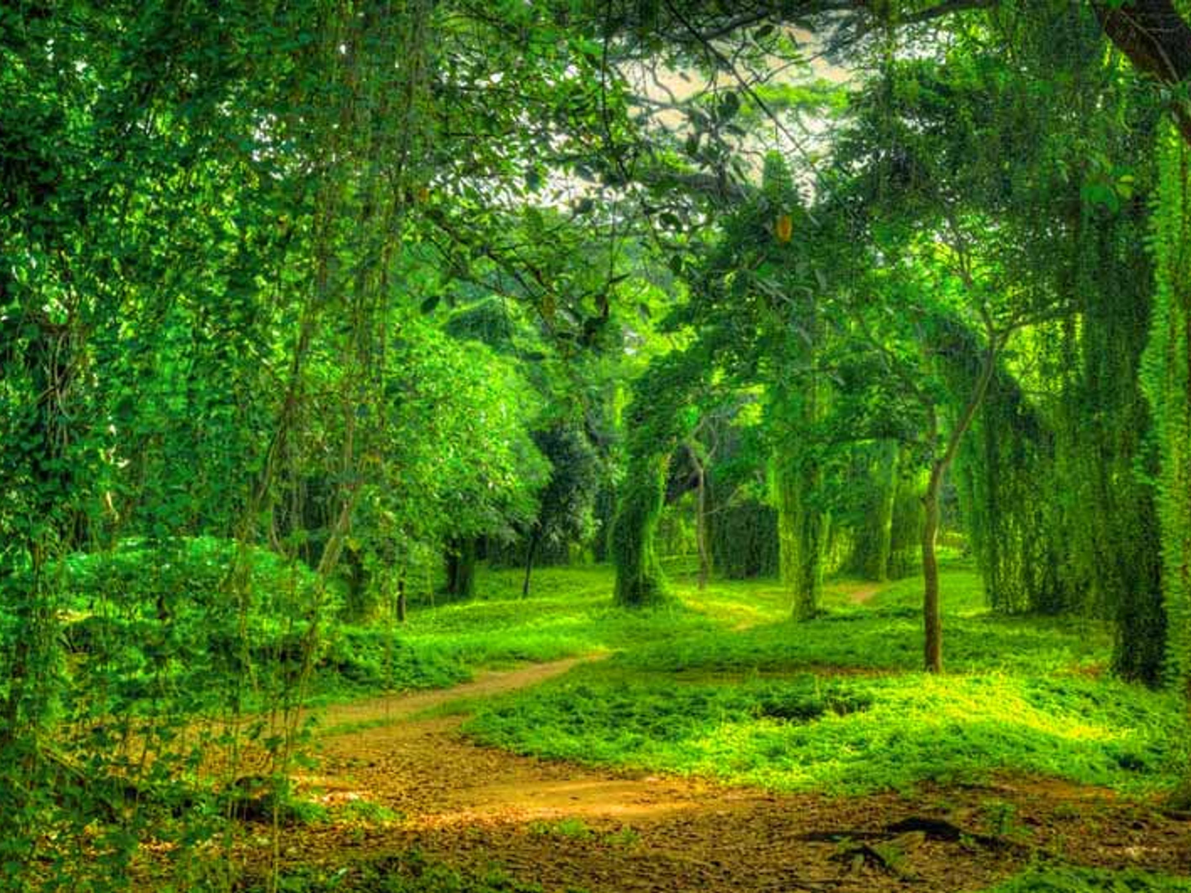 "Almendares Metropolitan Park, Nature Photo Safari" Tour. Almendares Metropolitan Park, Nuevo Vedado, Havana, Cuba. "Almendares Metropolitan Park, Nature Photo Safari" Tour