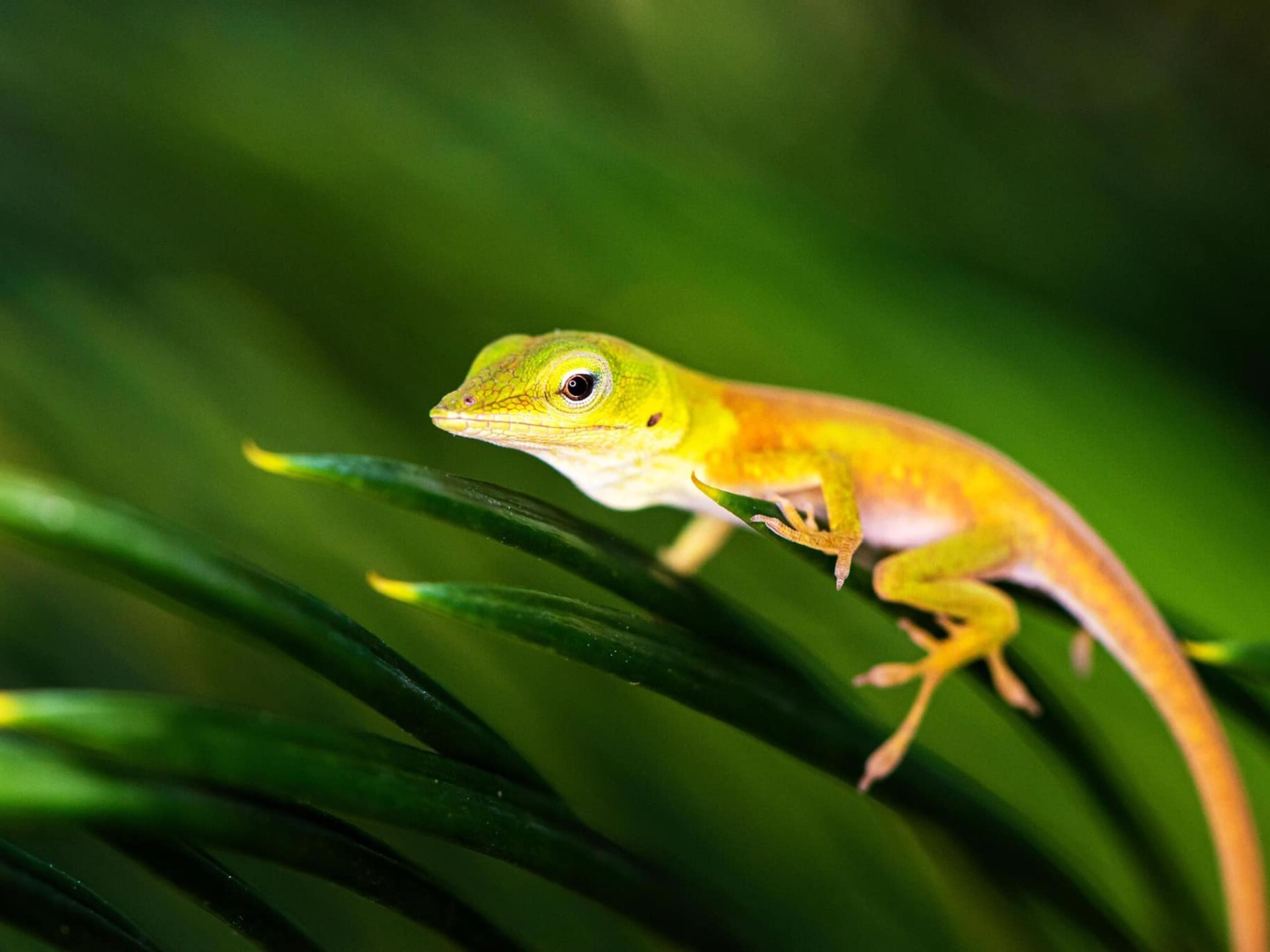 "REPTILIENBEOBACHTUNGSPFAD IM SOROA NATURAL PARK" Tour. "REPTILE OBSERVATION TRAIL IN SOROA NATURAL PARK" Tour, Artemisa, Cuba.