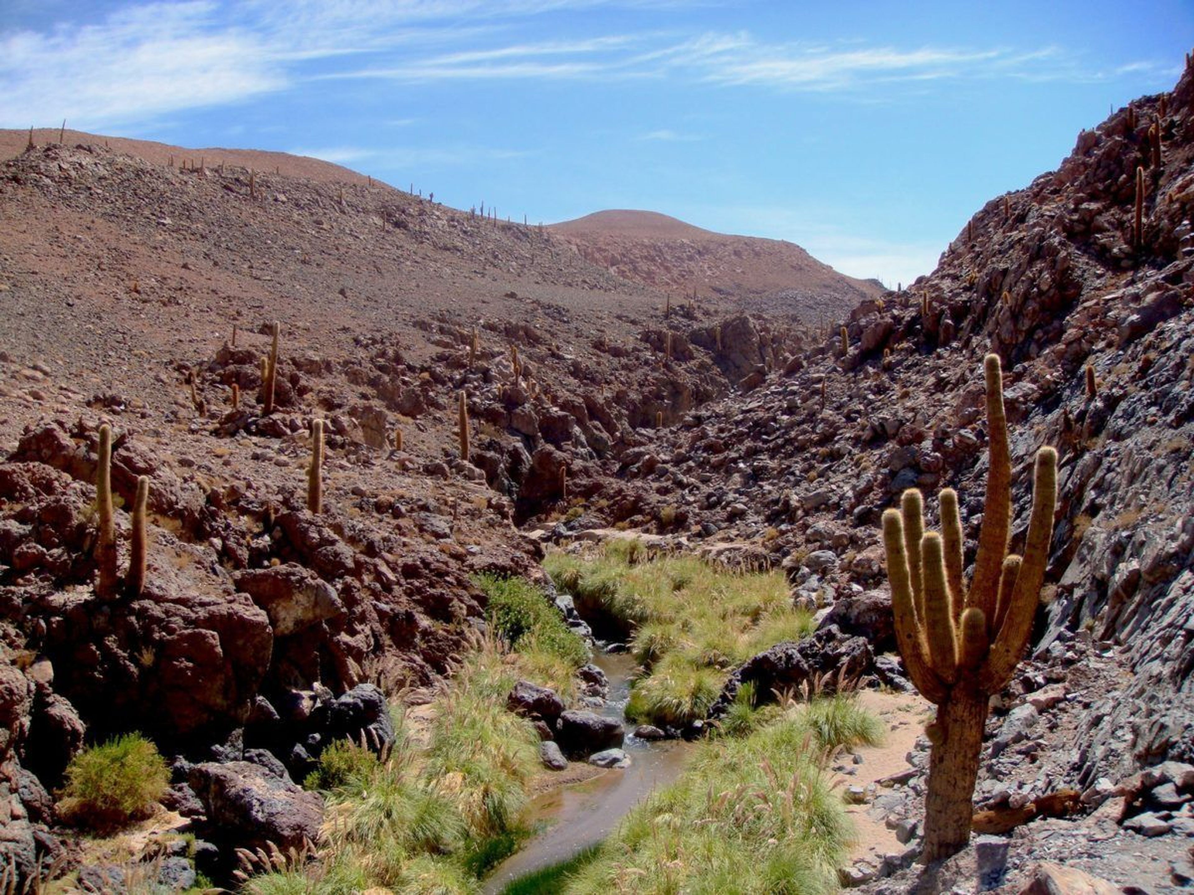 ESCURSIONE "CACTUS VALLEY & MACHUCA IN MOTO". Valley of the Cactus, Antofagasta region, Chile.