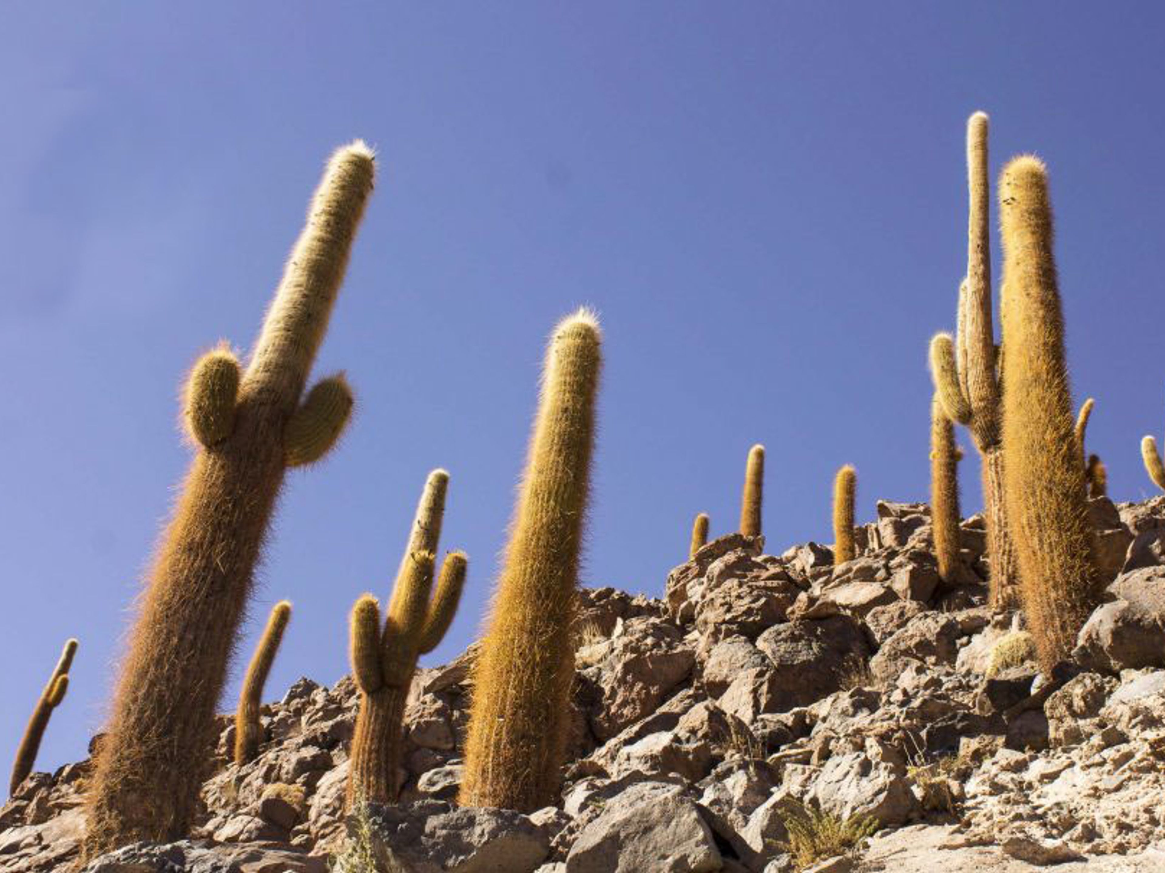 ESCURSIONE "CACTUS VALLEY & MACHUCA IN MOTO". Valley of the Cactus, Antofagasta region, Chile.