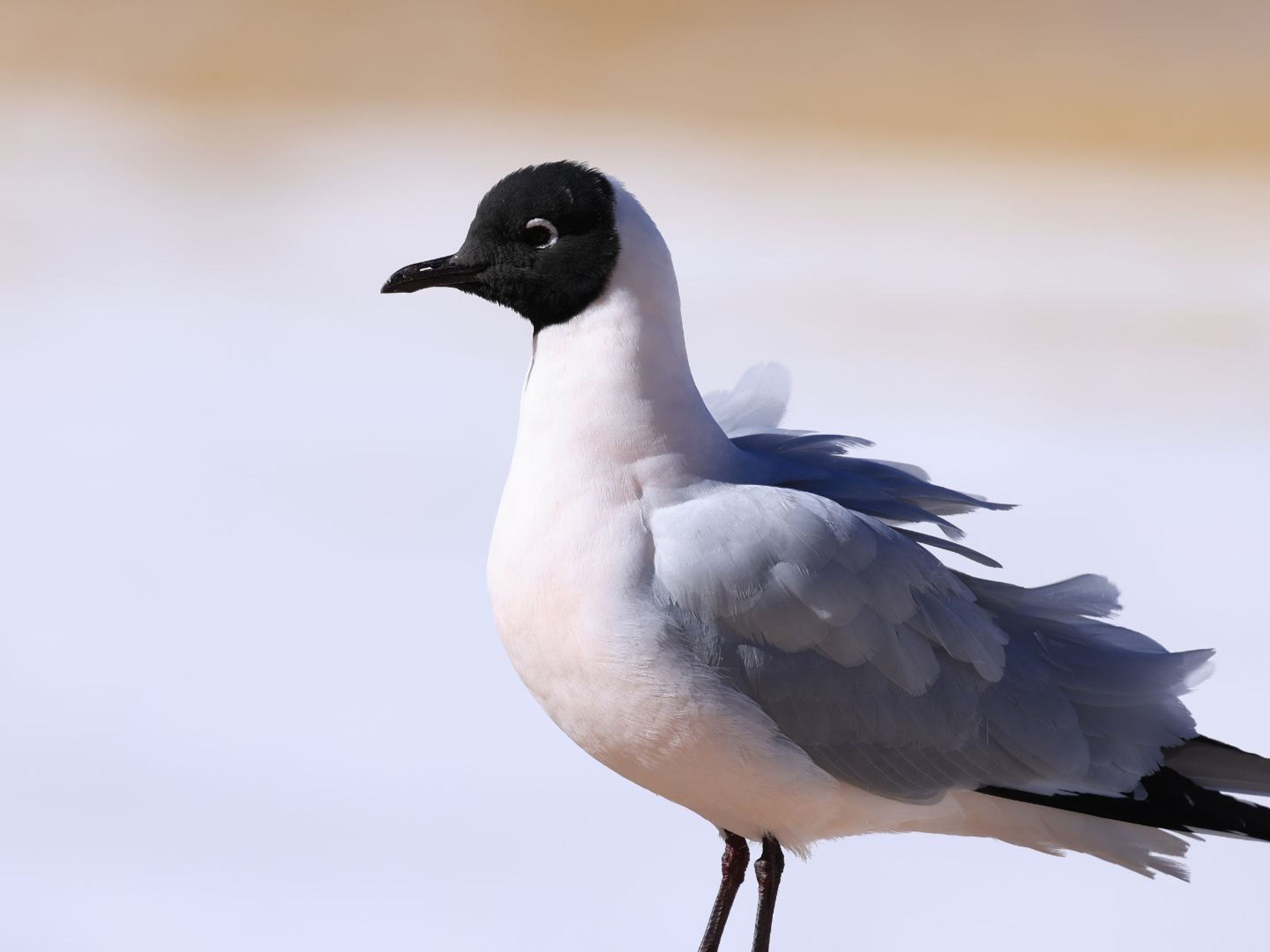 “SALT FLATS ROUTE" Tour. null