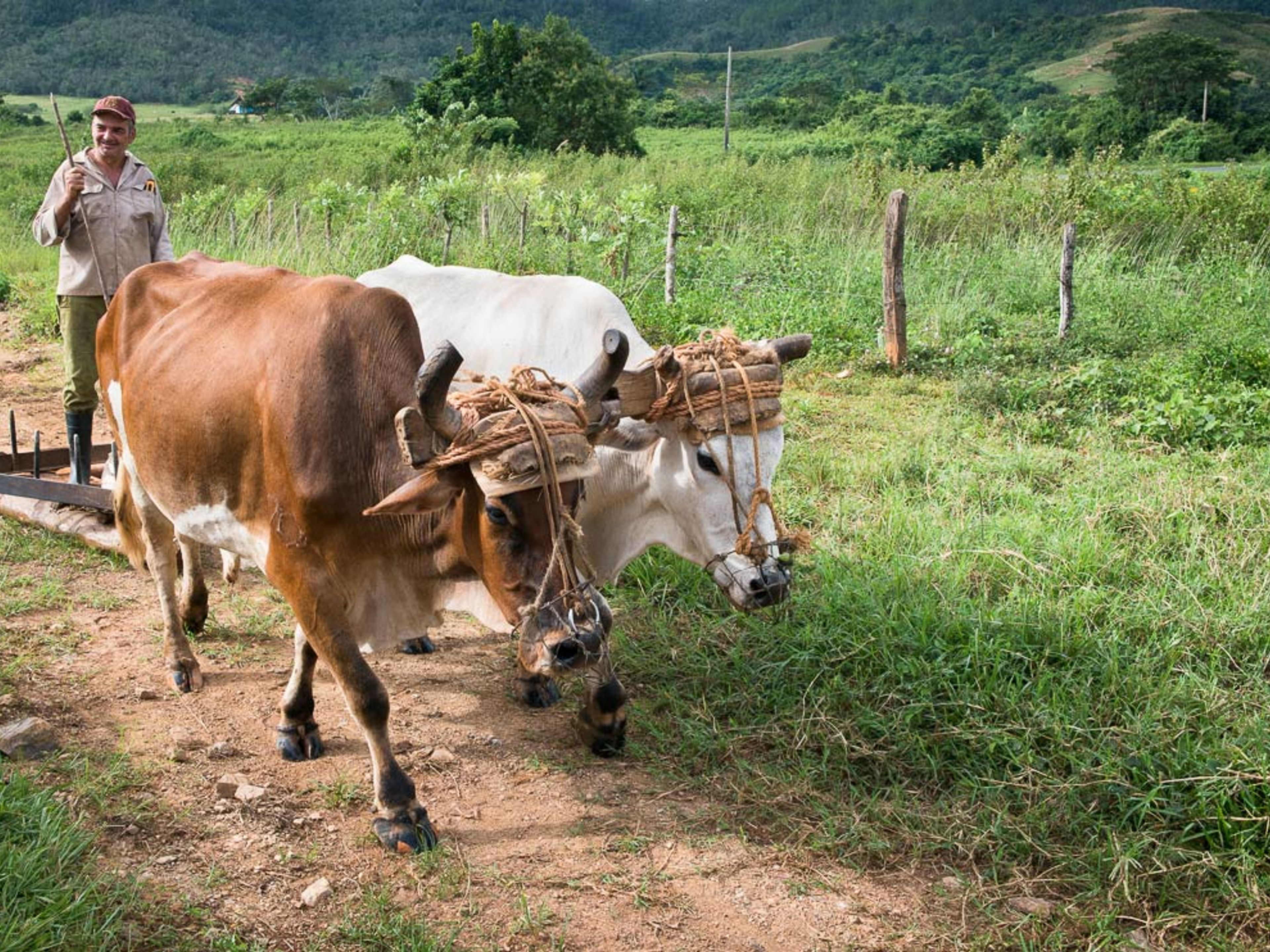 "VISITA A UMA FAZENDA CUBANA". A traditional cuban farm, traditions and customs, Viñales Valley National Park, Pinar del Río