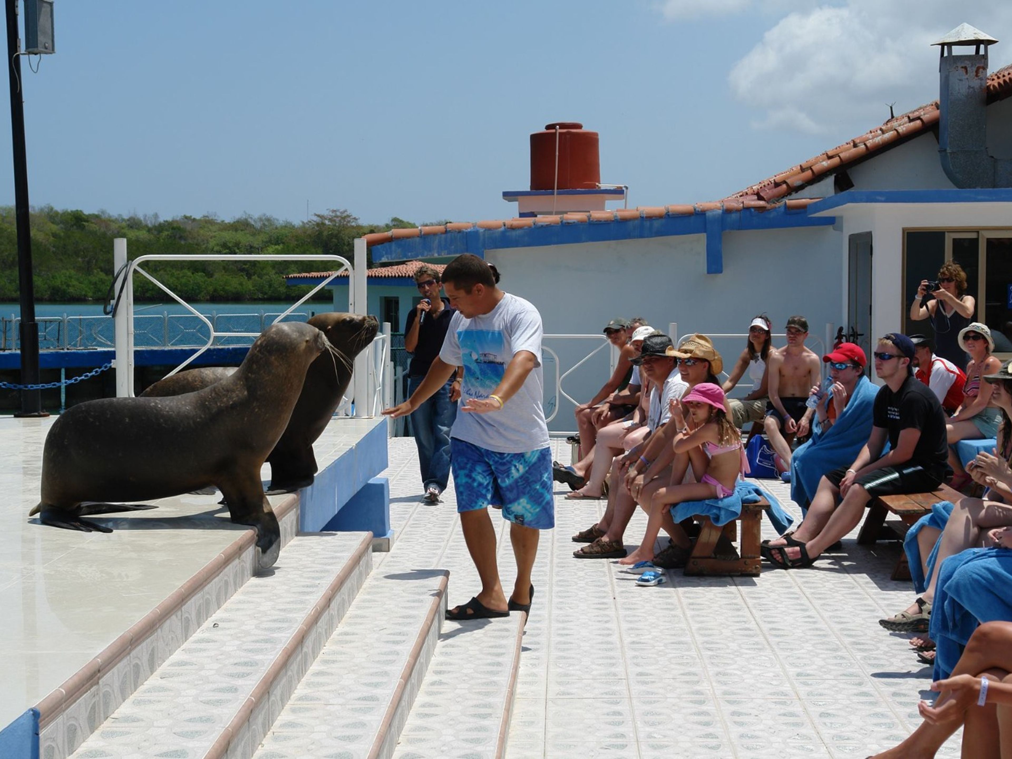 Excursão "VISITA AO DOLPHINARIUM DA BAHIA DE NARANJO". Sea lions and dolphins shows, naranjo Bay Aquarium, Holguin