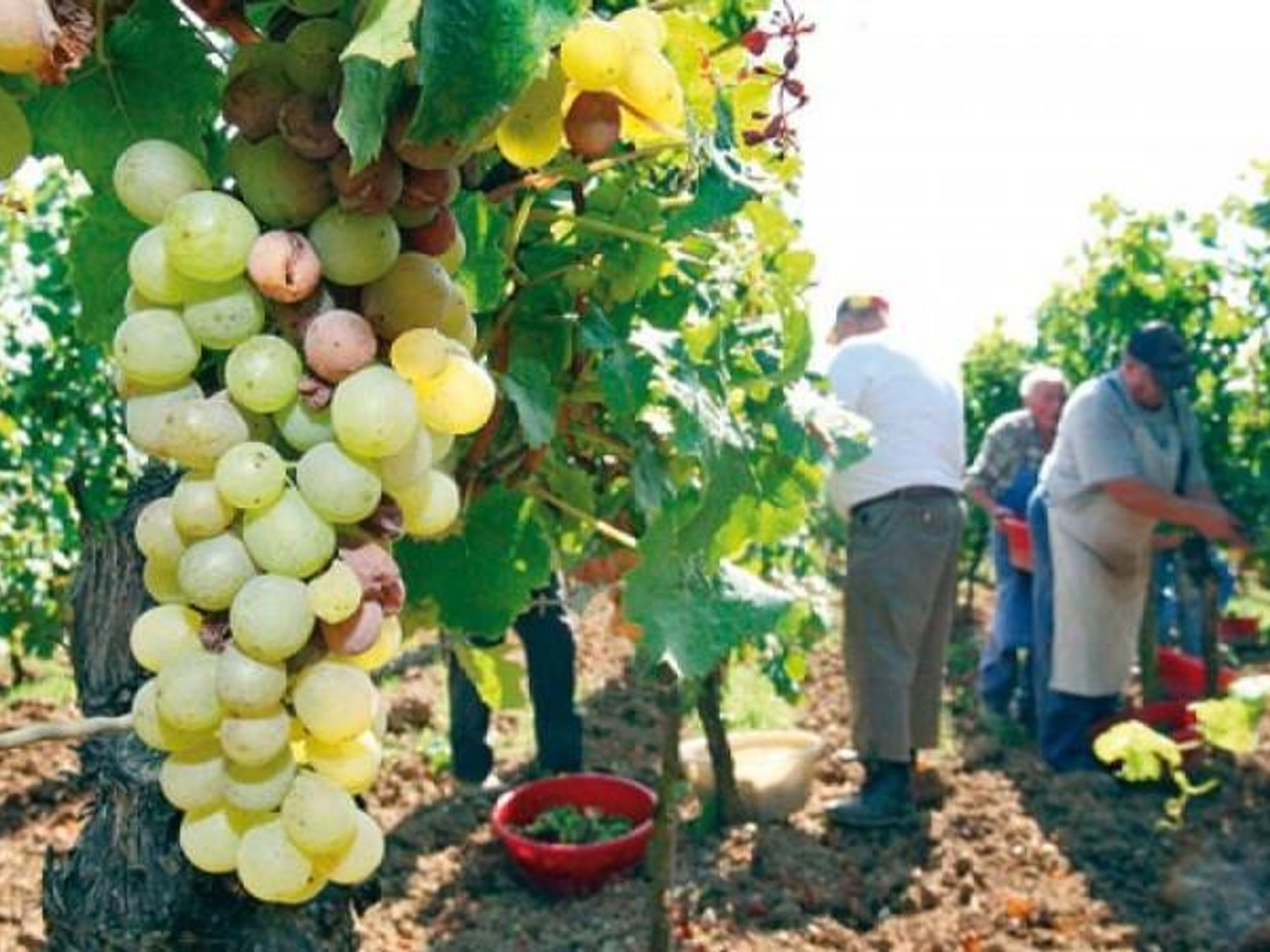LOCAL WINE TOUR. Local wine tour, Lima, Peru