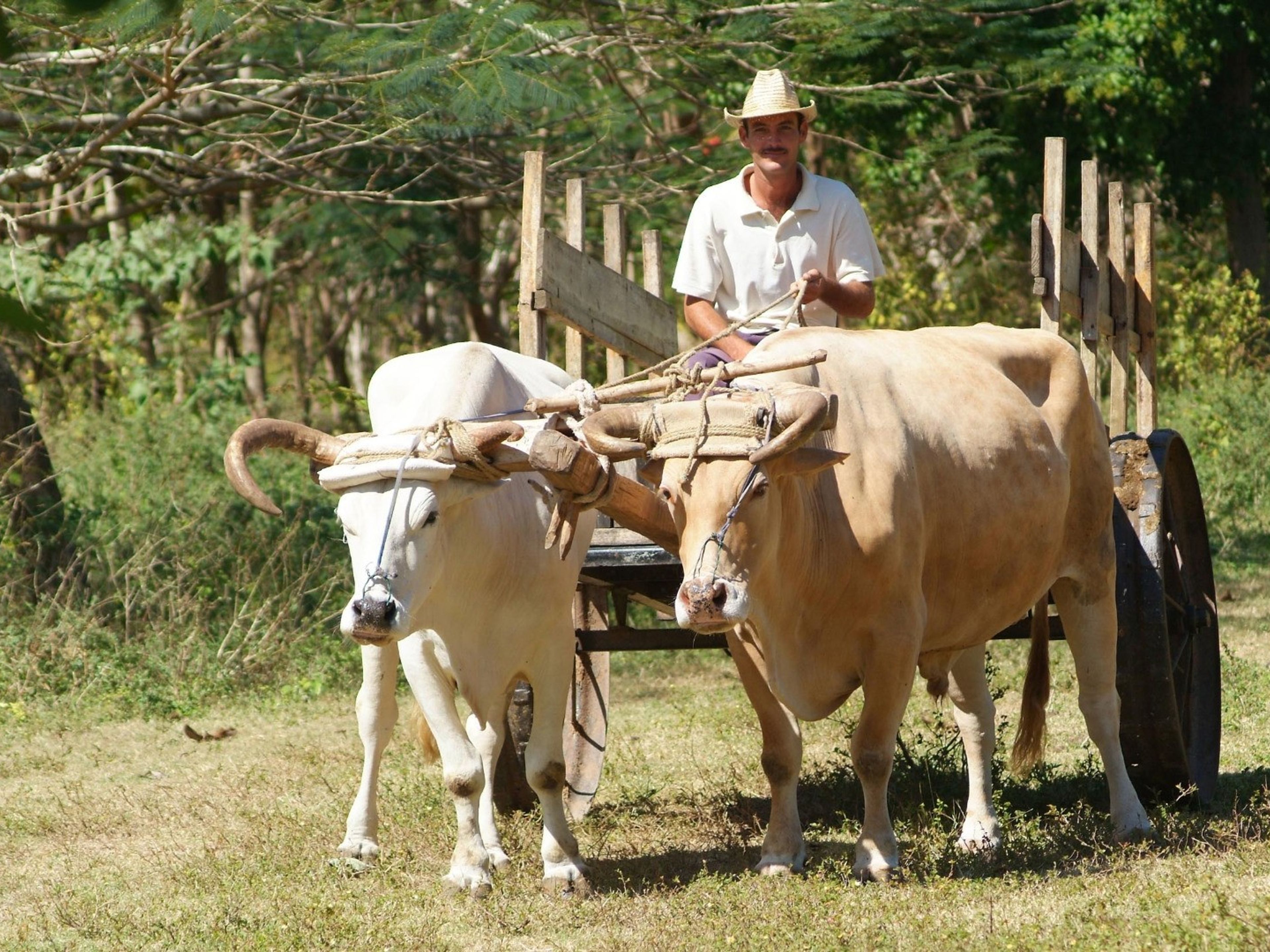 "CAMPIÑA TAINA" Tour. Cuban farmer tradition´s at countryside in Holguín