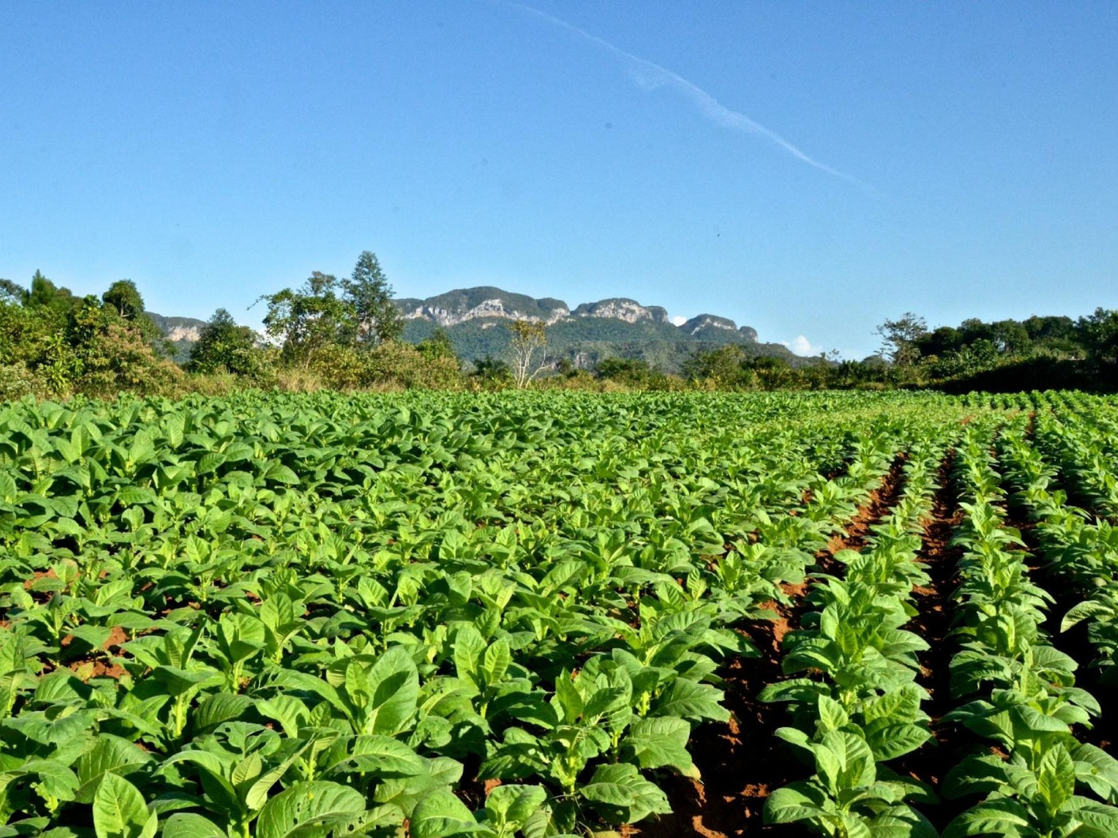 Tour "SENTIERO I PAESAGGI DELLA VALLE DI VIÑALES". “THE LANDSCAPES IN THE VIÑALES VALLEY TRAIL” Tour, Viñales, Pinar del Río, Cuba.