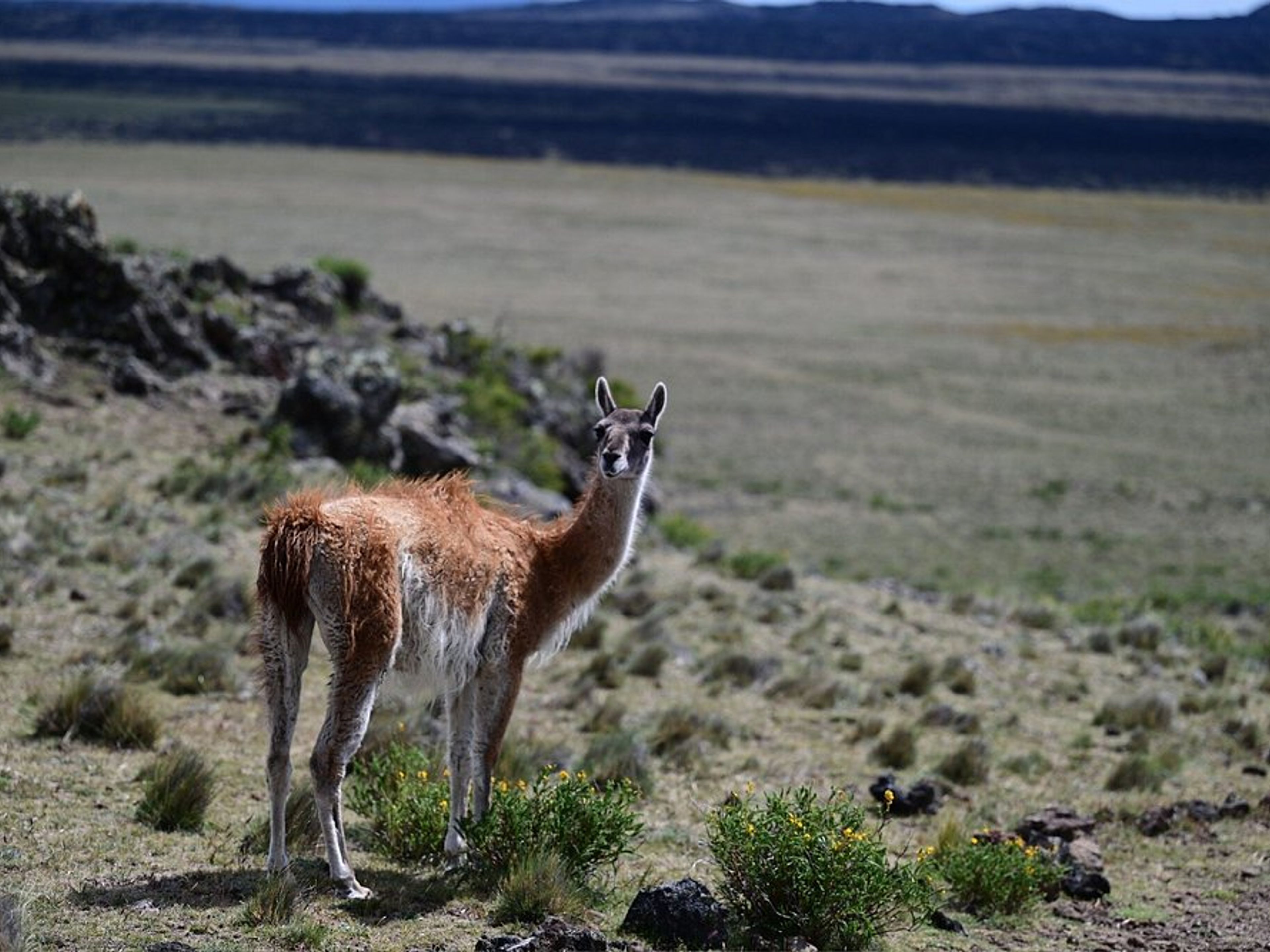 "GANZTAGESTOUR ZUM NATIONALPARK PALI AIKE" Tour. "FULL DAY TO PALI AIKE NATIONAL PARK" Tour, Punta Arenas, Chile.