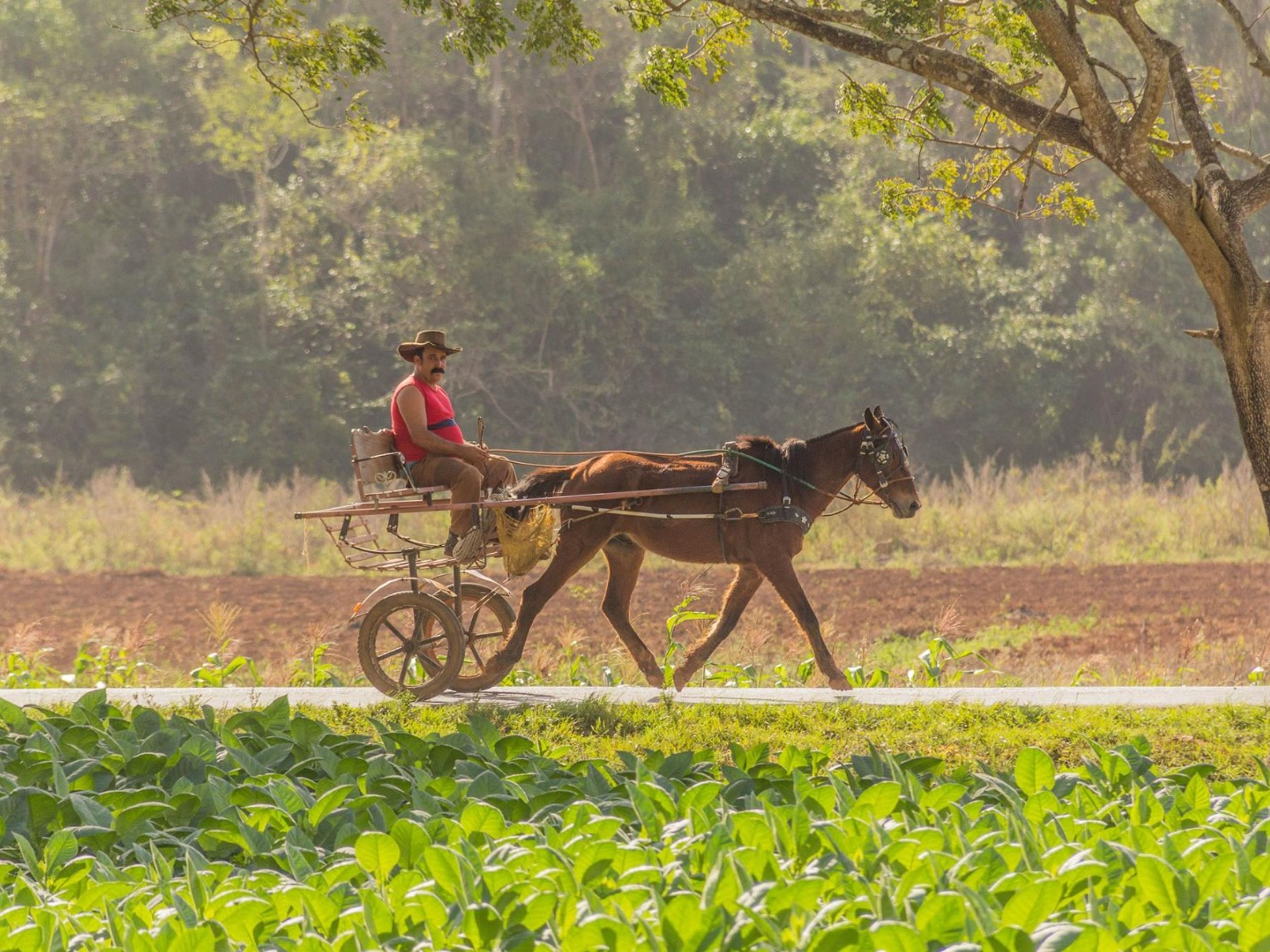 “ZU VIÑALES“ Tour. Viñales valley panoramic view, Viñales, Pinar del Río, Cuba.