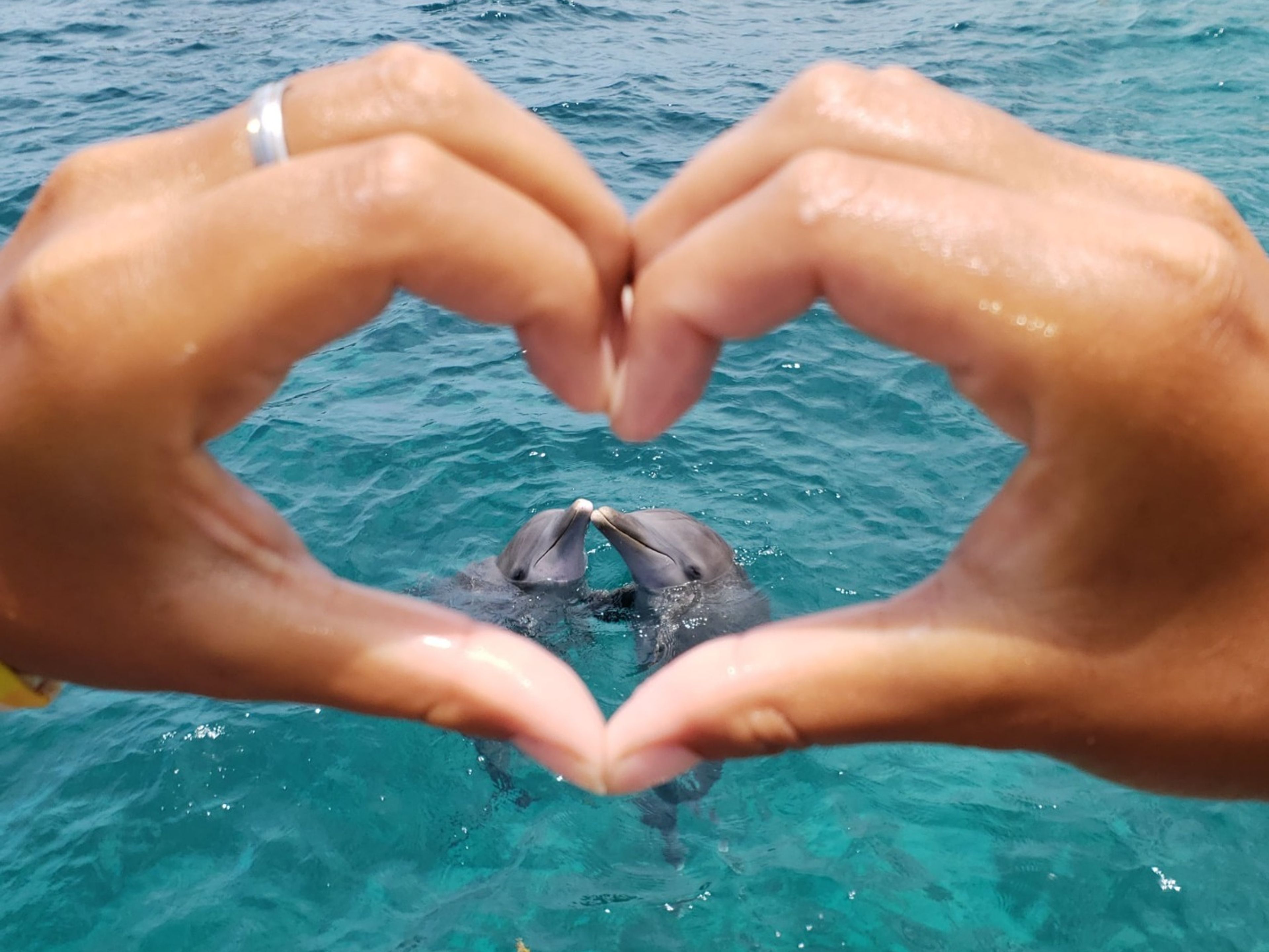 Tour "Nage royale des dauphins à Isla Mujeres"