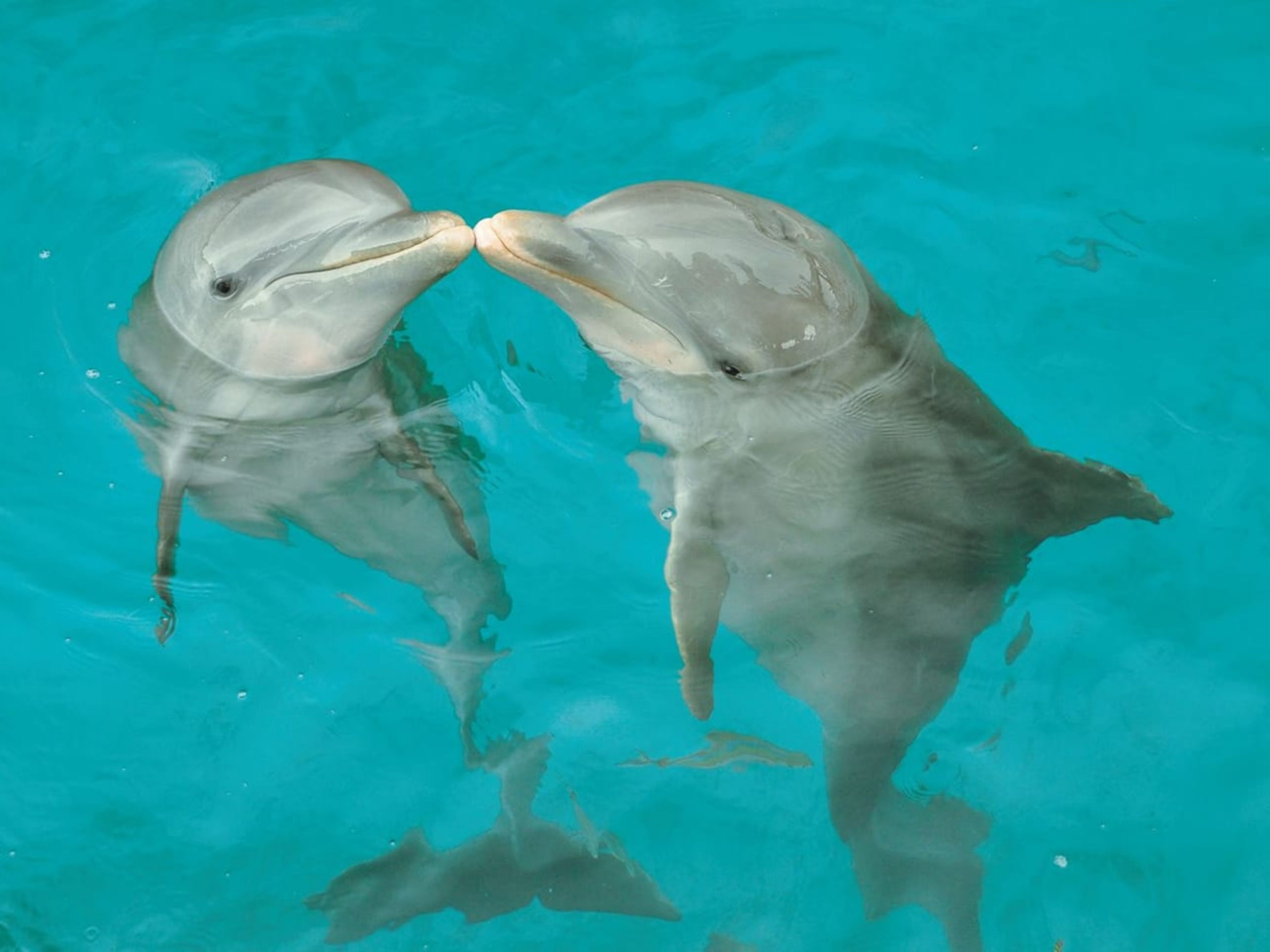 Tour "Nage royale des dauphins à Isla Mujeres". "Dolphins Royal Swim in Isla Mujeres" Tour
