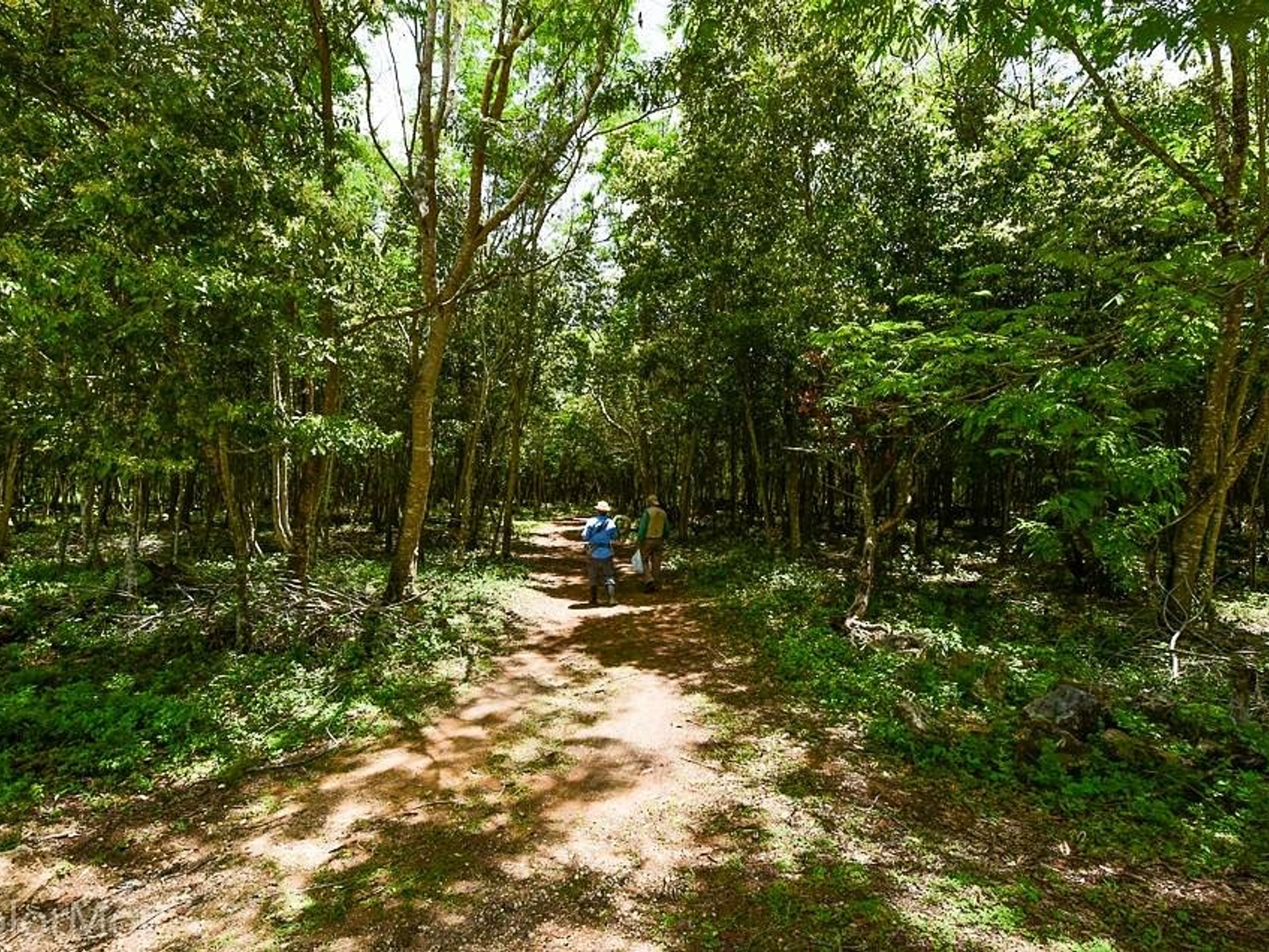 "HIKING AND BIRD WATCHING AT LOS ARROYONES" Tour. "HIKING AND BIRD WATCHING AT LOS ARROYONES" Tour, Zapata peninsula, Matanzas, Cuba.