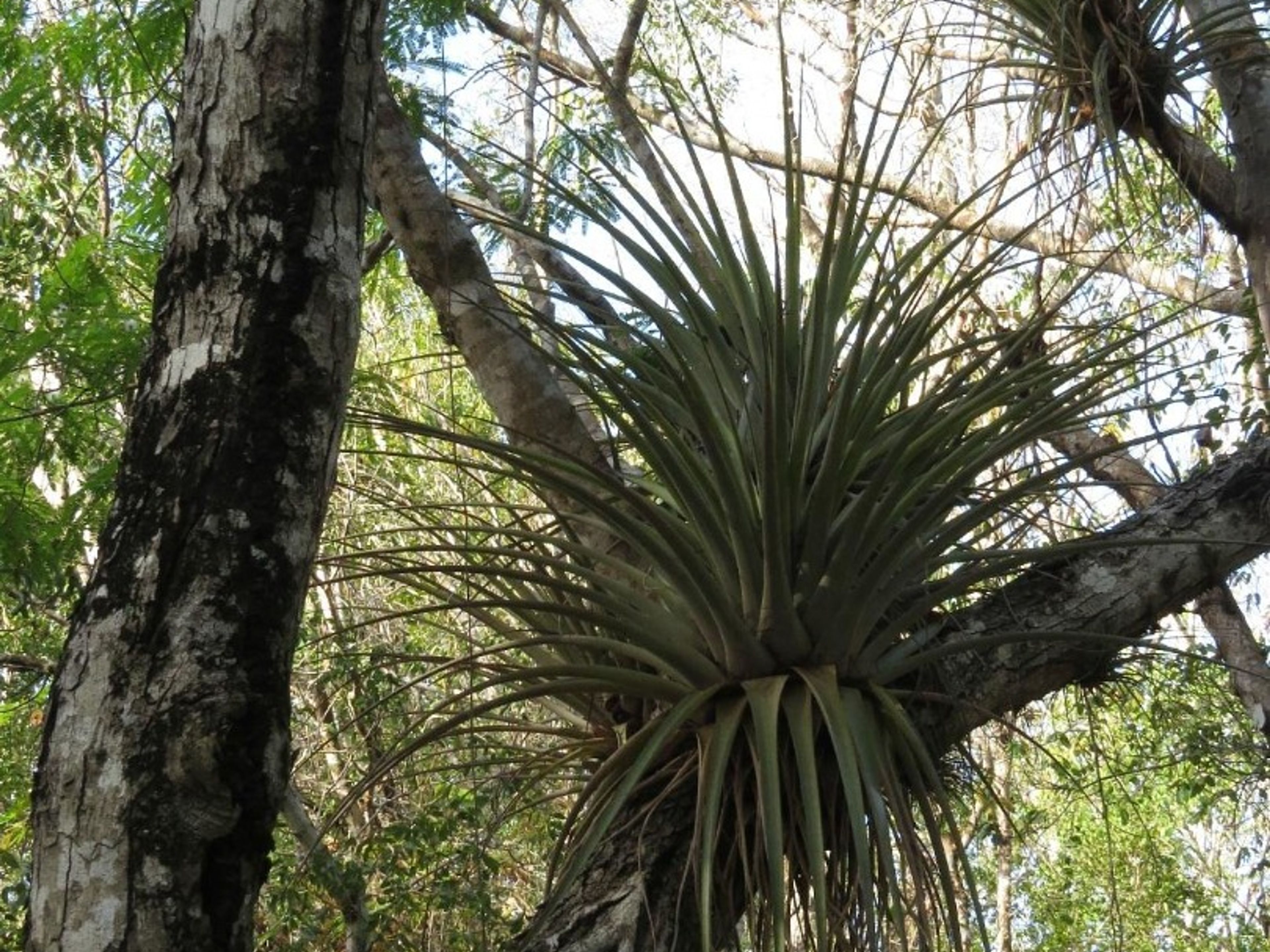 "HIKING AND BIRD WATCHING AT LOS ARROYONES" Tour. "HIKING AND BIRD WATCHING AT LOS ARROYONES" Tour, Zapata peninsula, Matanzas, Cuba.