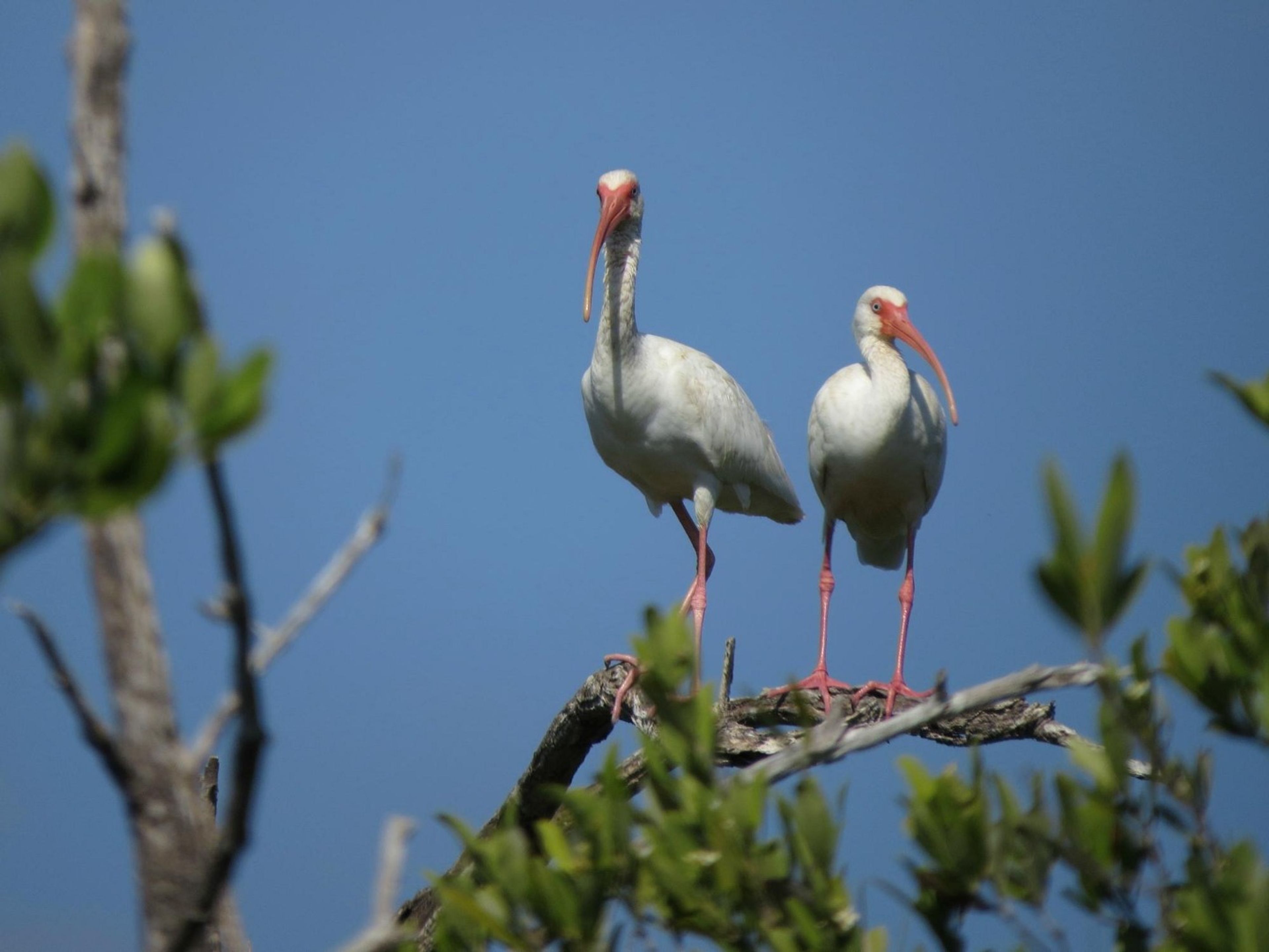 "HIKING AND BIRD WATCHING AT LOS ARROYONES" Tour