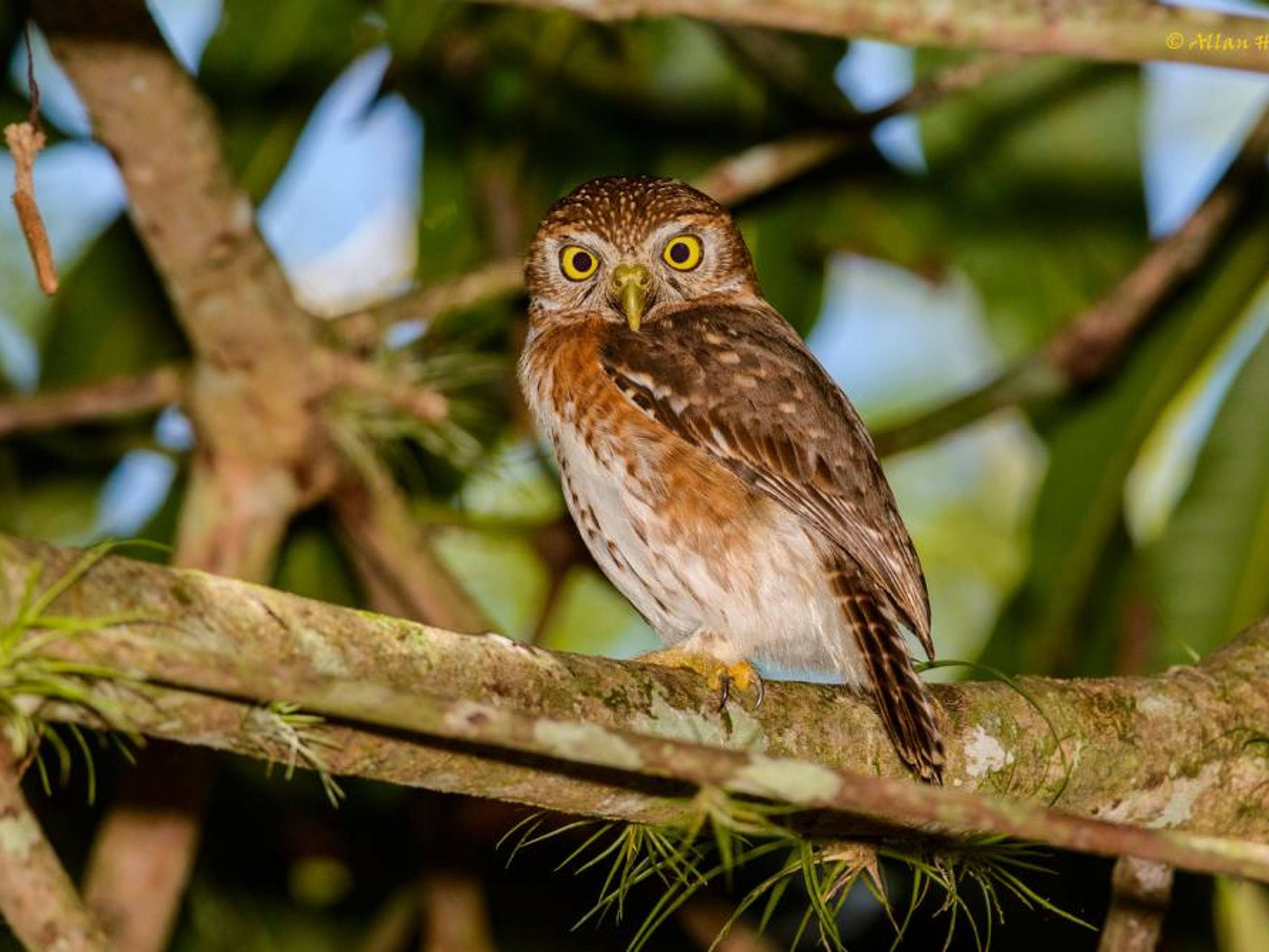 "Nacht Vogelbeobachtung". Siju Platanero - "Night birdwatching"