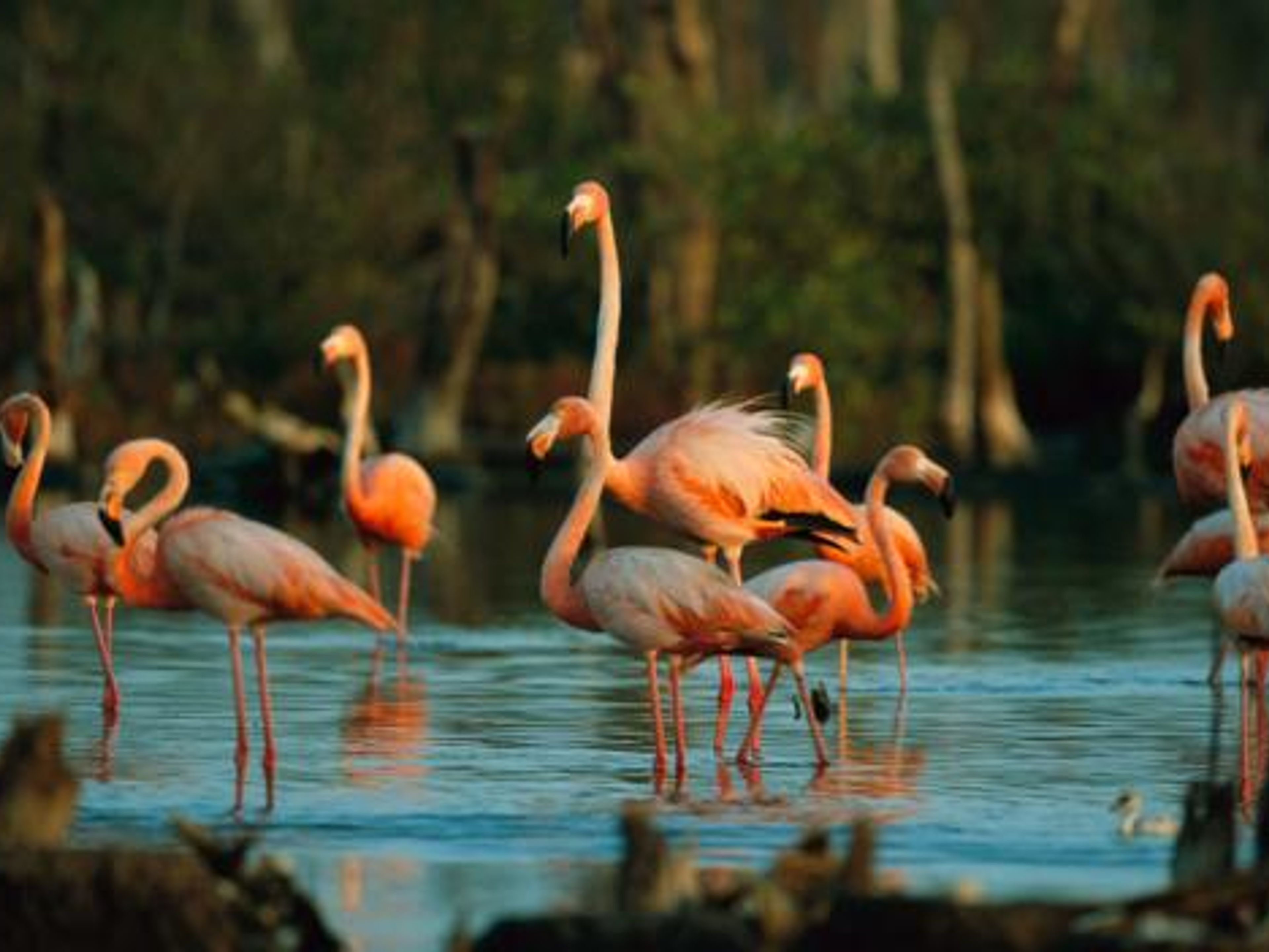 "Nacht Vogelbeobachtung". Flamingos - "Night birdwatching"