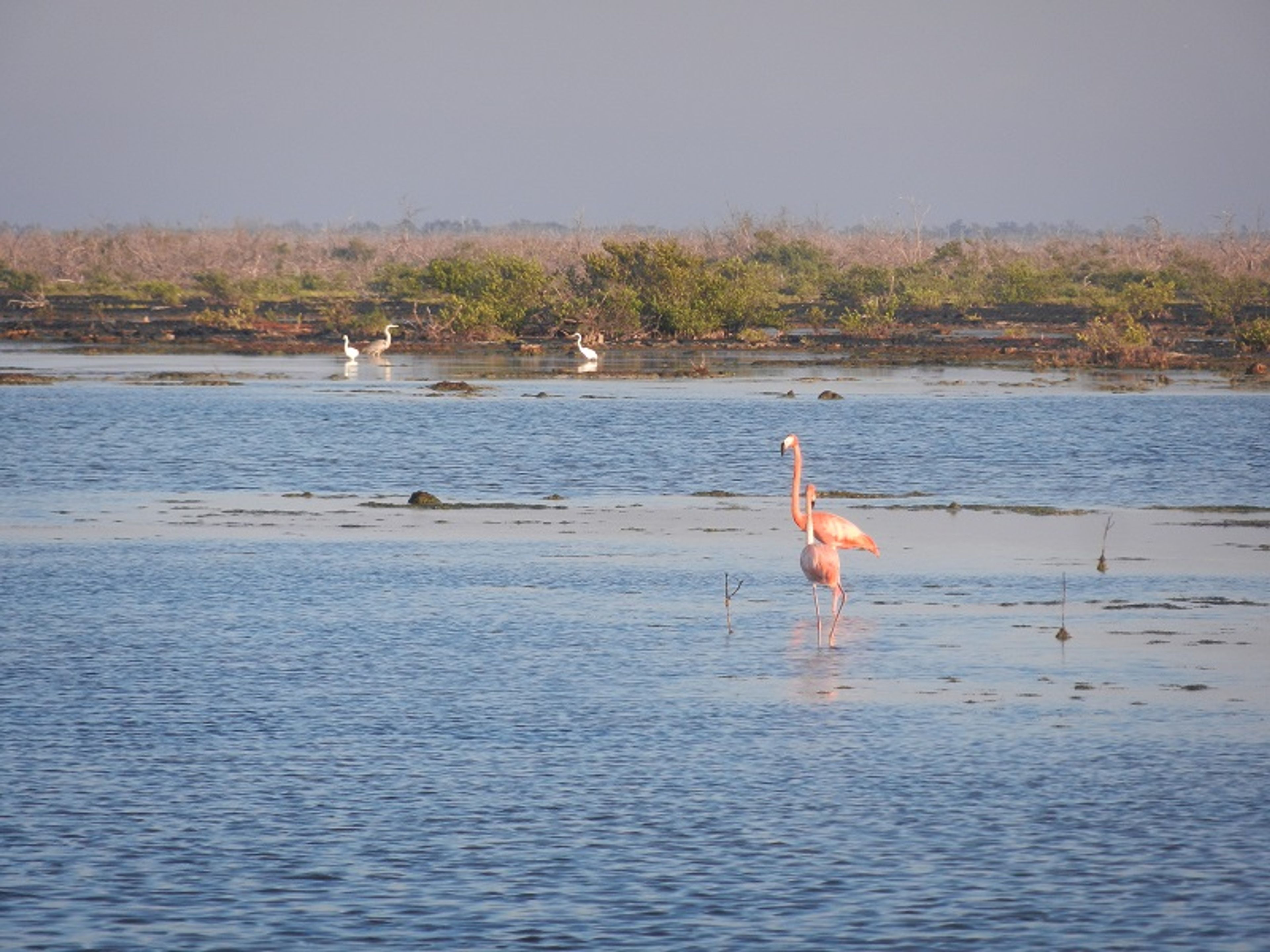 "WANDERN UND VOGELBEOBACHTUNG IN SANTO TOMAS" Tour. "HIKING AND BIRD WATCHING AT SANTO TOMAS" Tour, Zapata peninsula, Matanzas, Cuba.