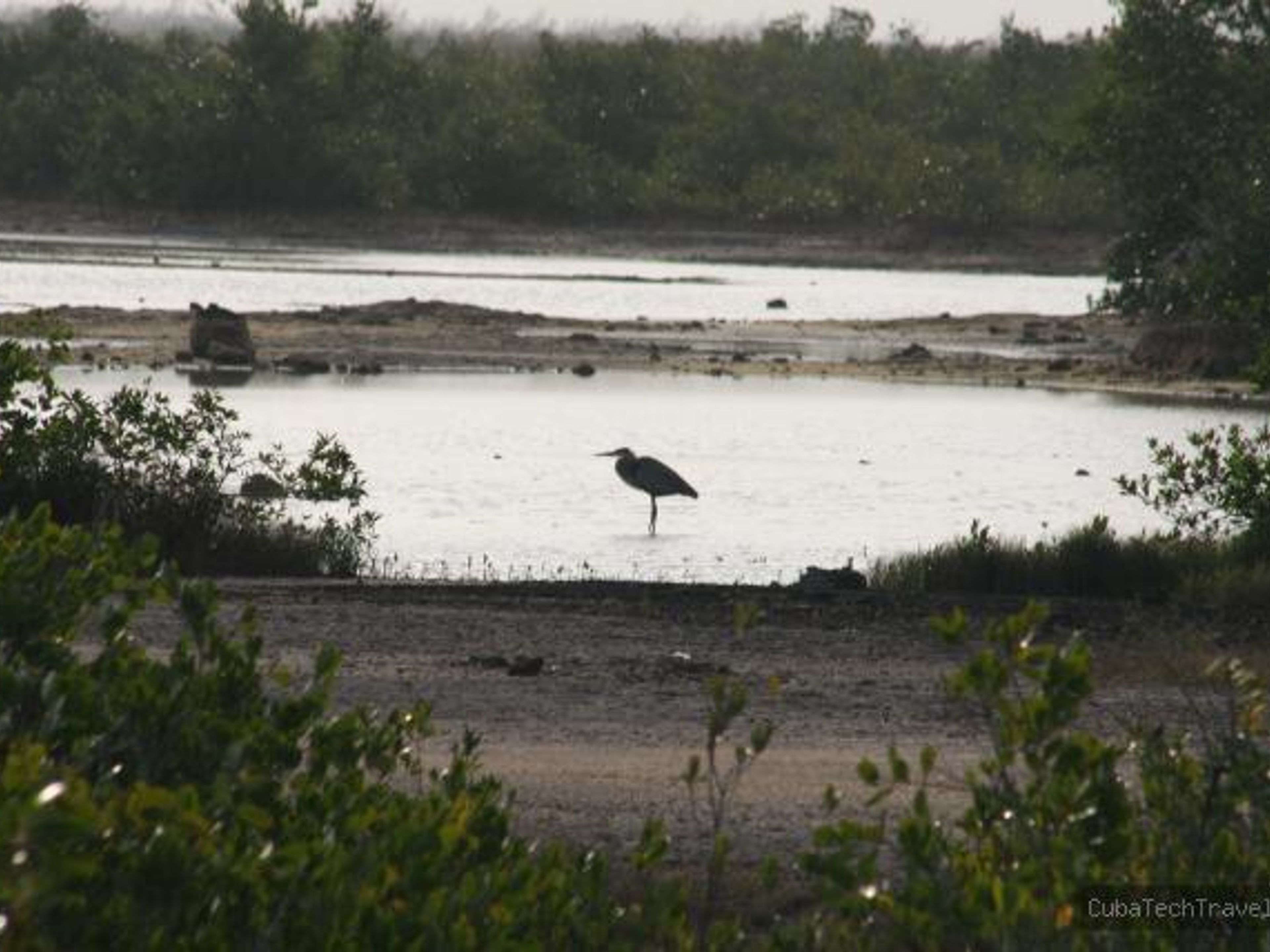 "Nacht Vogelbeobachtung". Heron- "Night birdwatching"
