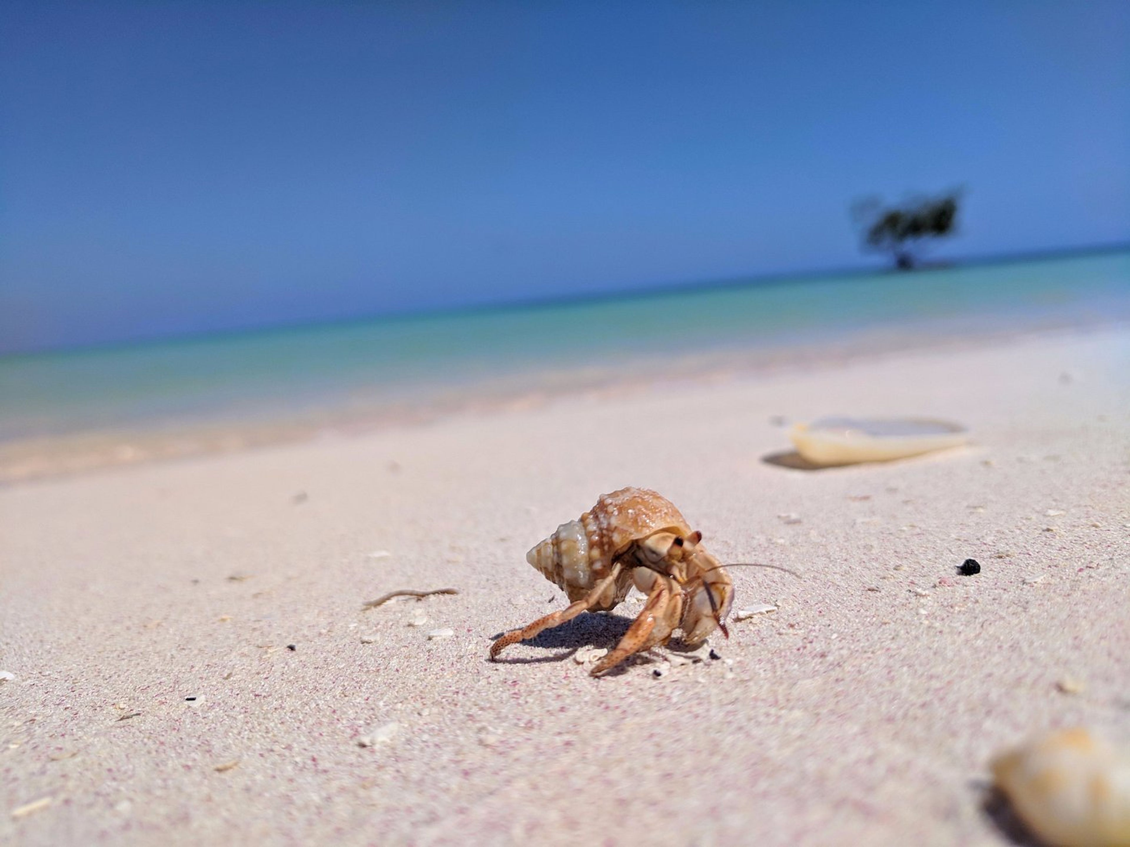 "NACH CAYO JUTIAS + CAYO MEGANO" Tour. "TO CAYO JUTIAS + CAYO MEGANO" Tour, Pinar del Río, Cuba.