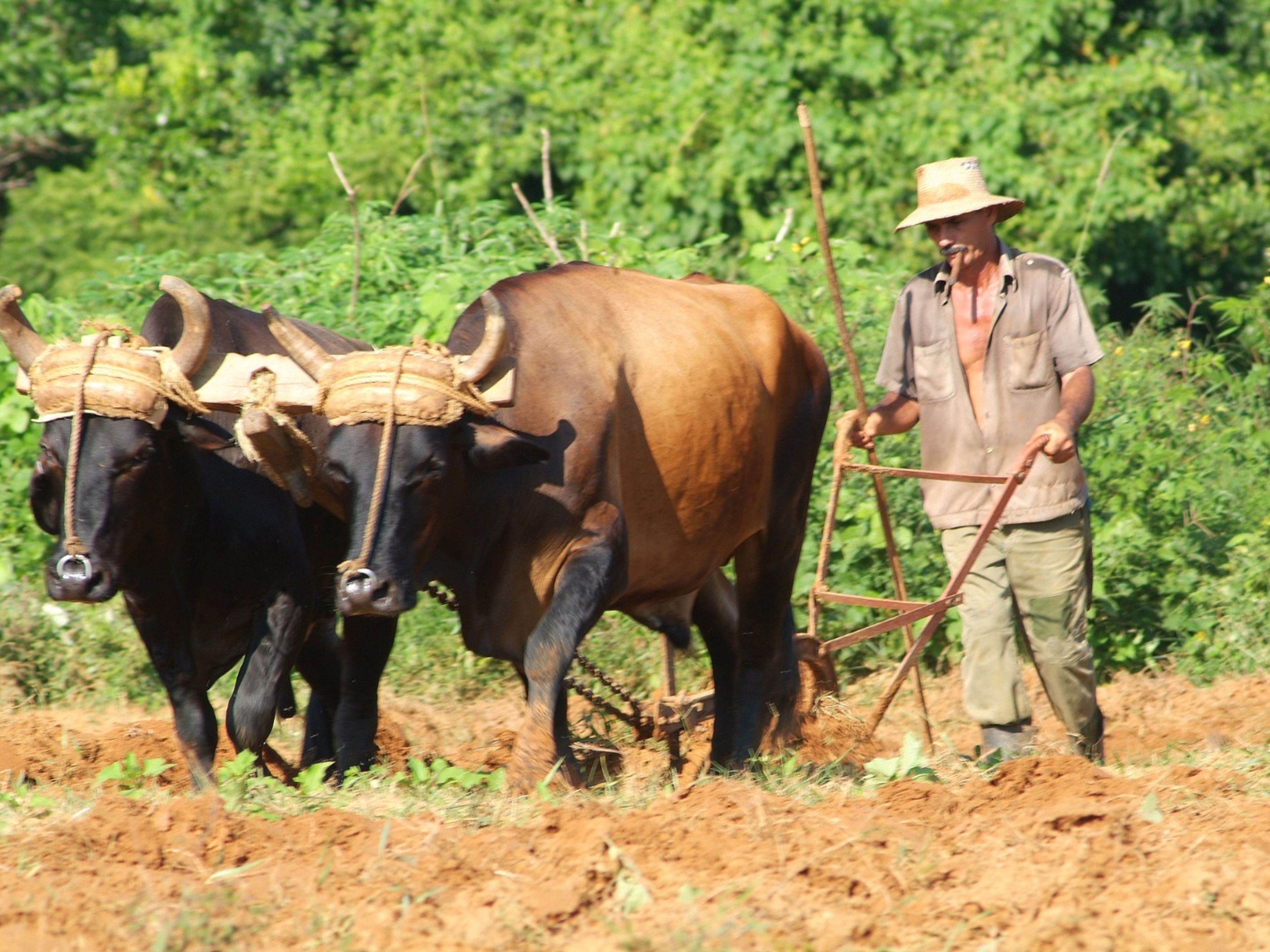 Excursión "FINCA LA BELÉN, SIERRA DE NAJASA". Tour to La Belén Ranch, Camagüey