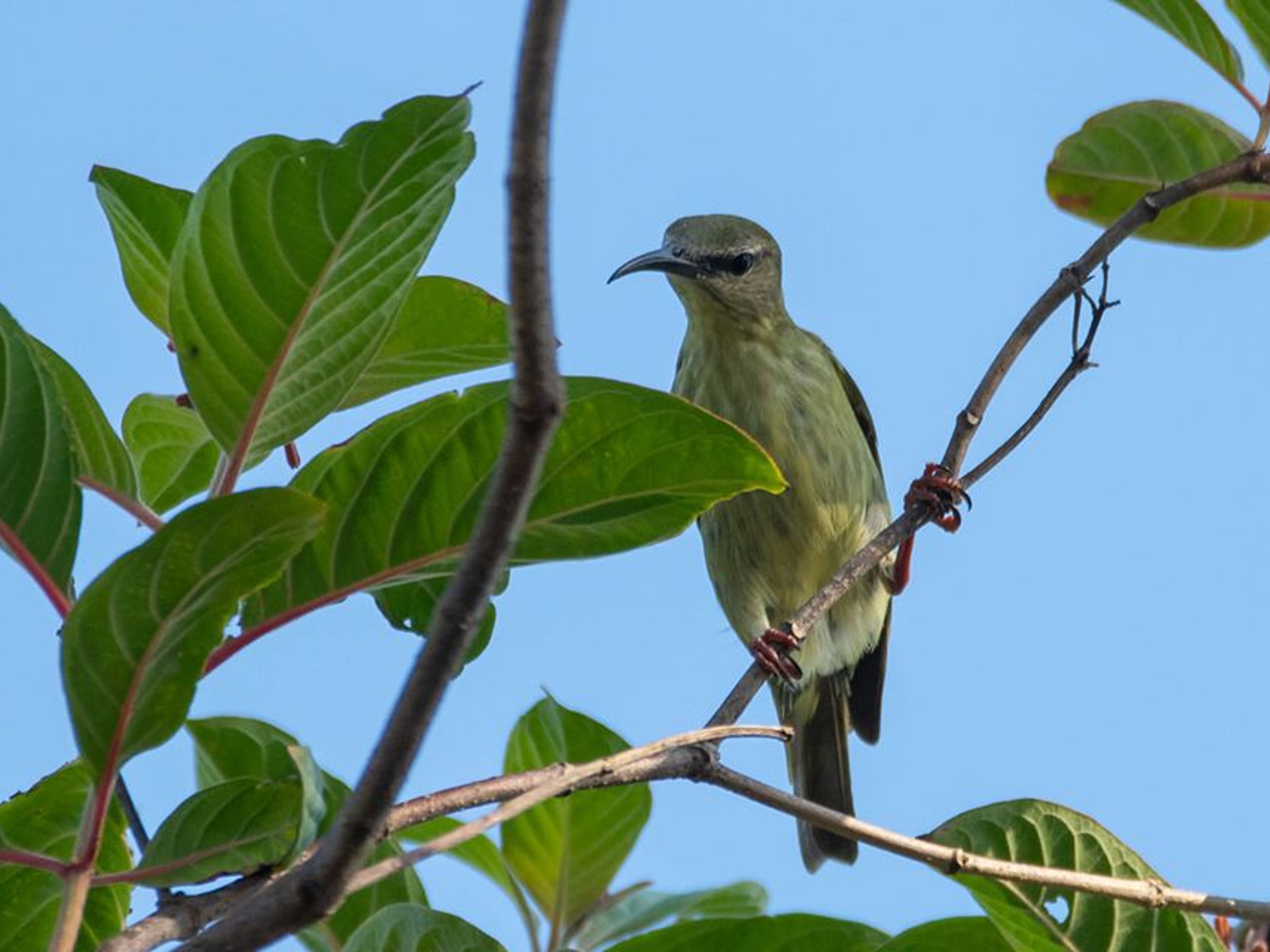 Jeep Safari "NATURE TOUR OBSERVATION DES OISEAUX SURSENTIER EL ENIGMA DE LAS ROCAS". null