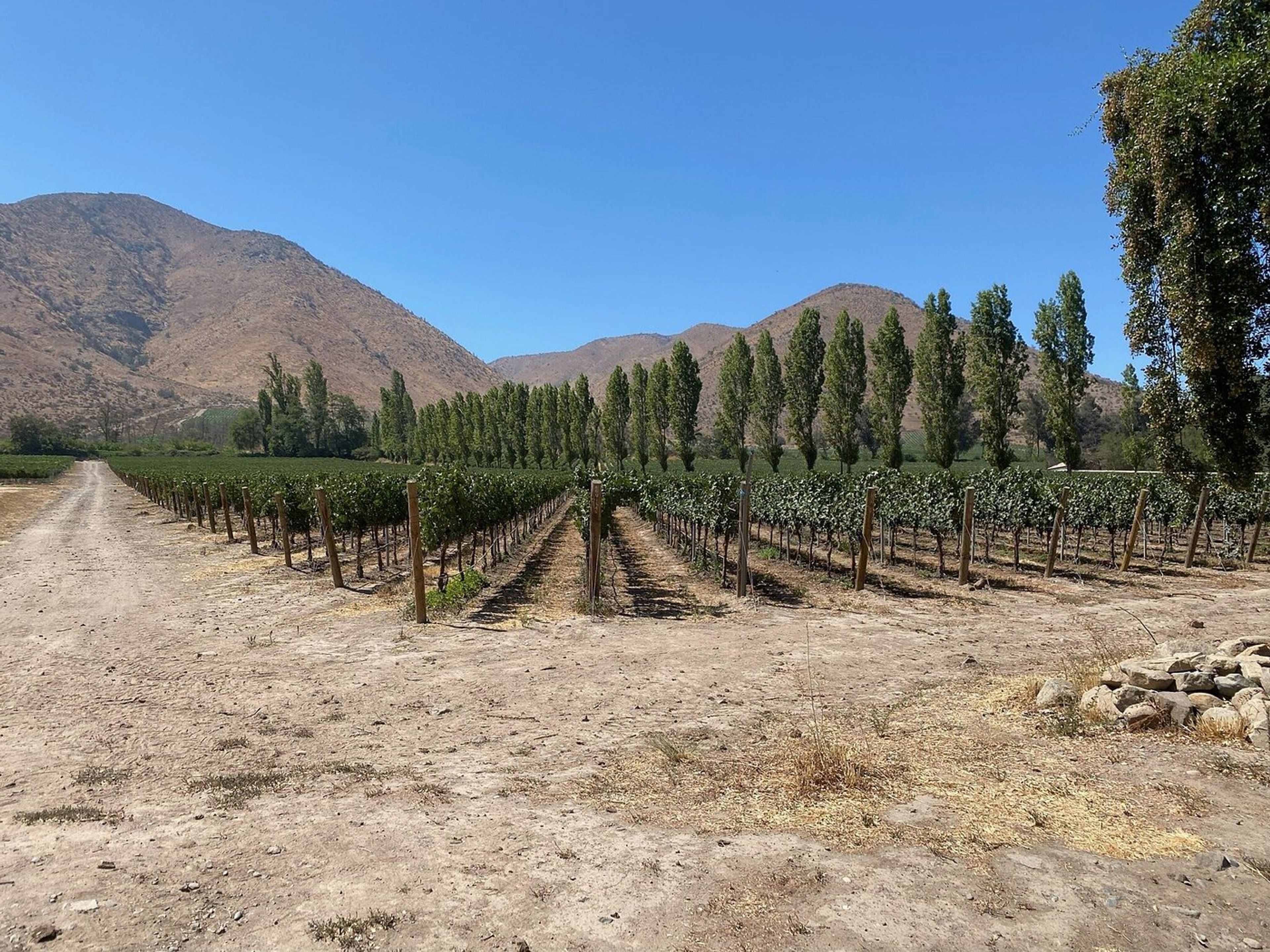 Excursão “ADEGA SANTA RITA”. “SANTA RITA WINERY” Tour, Chile.
