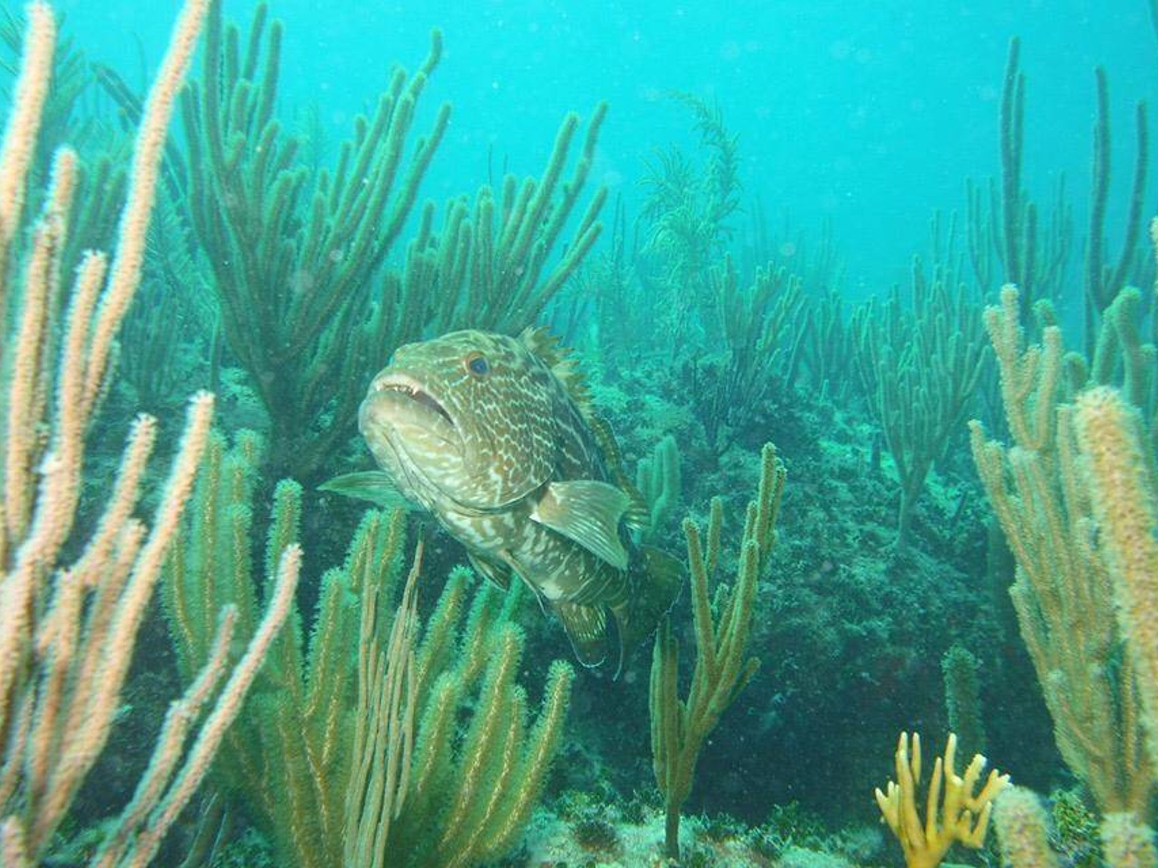 Tур "ДАЙВИНГ В КАЙО САНТА МАРИЯ". Scuba diving tour in Cayo Santa María, Villa Clara, Cuba.