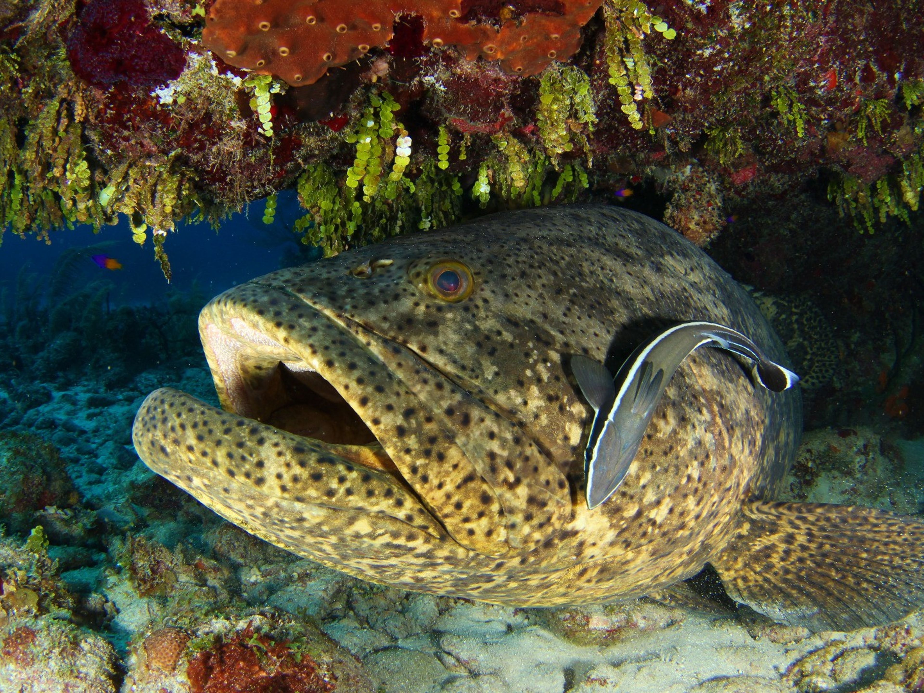 Tour "IMMERSIONI SUBACQUEE A CAYO SANTA MARÍA". Scuba diving tour in Cayo Santa María, Villa Clara, Cuba.