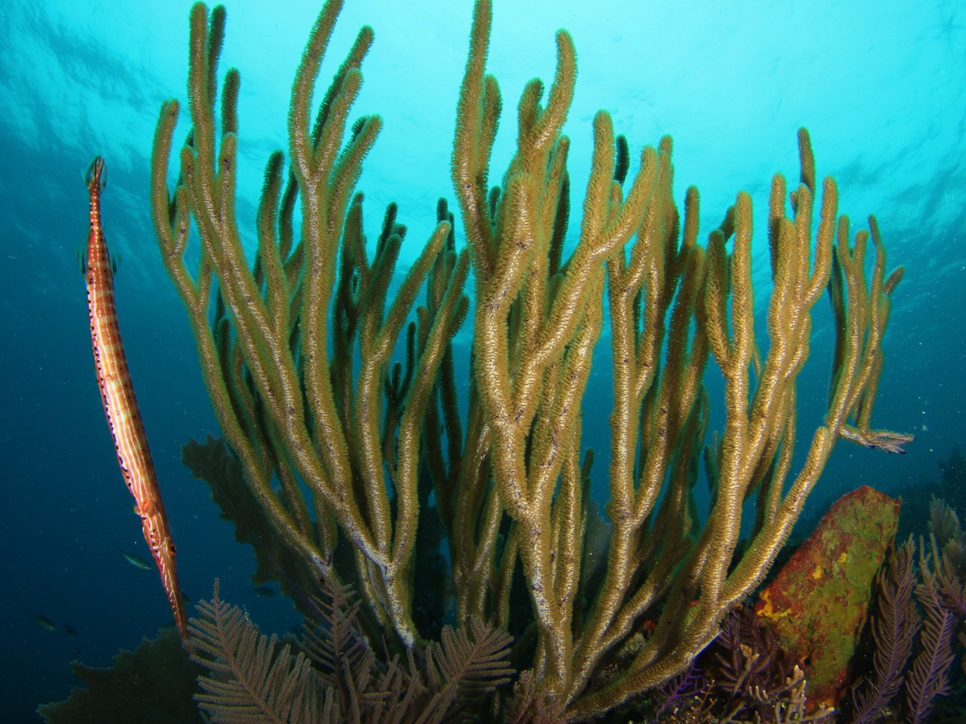 Tour "IMMERSIONI SUBACQUEE A CAYO SANTA MARÍA". Scuba diving tour in Cayo Santa María, Villa Clara, Cuba.