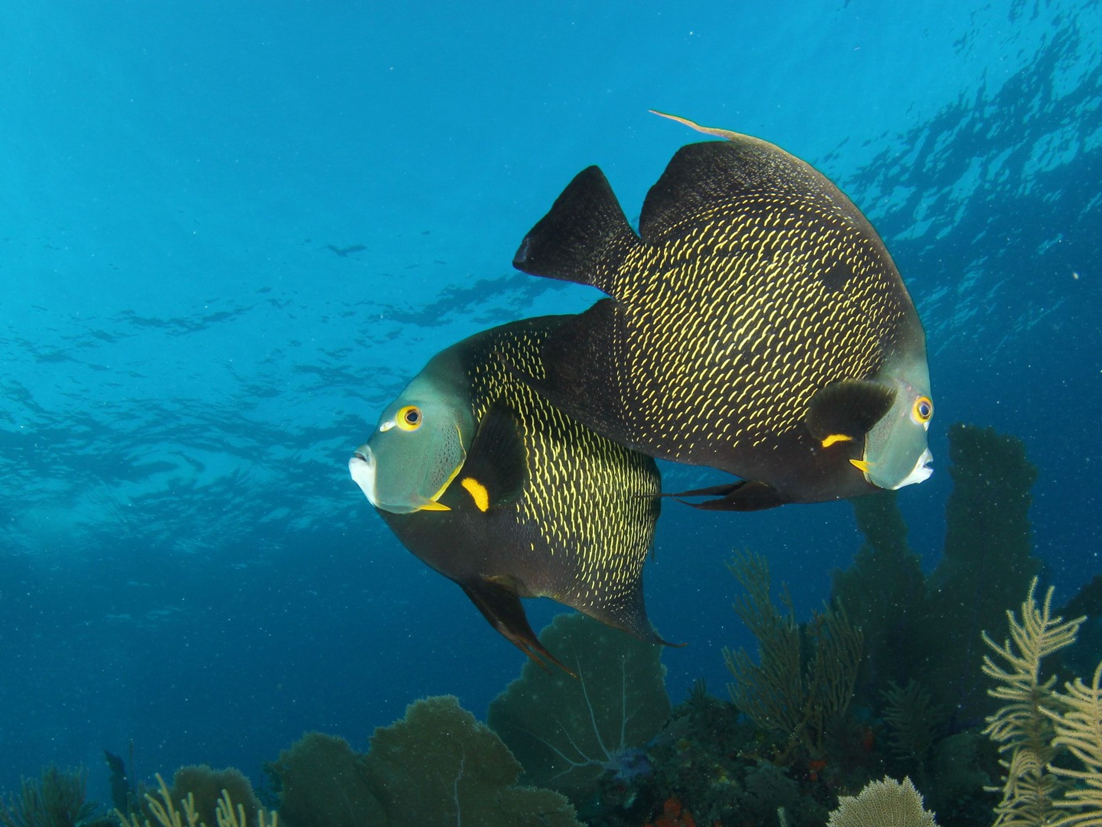 Tour "IMMERSIONI SUBACQUEE A CAYO SANTA MARÍA". Scuba diving tour in Cayo Santa María, Villa Clara, Cuba.