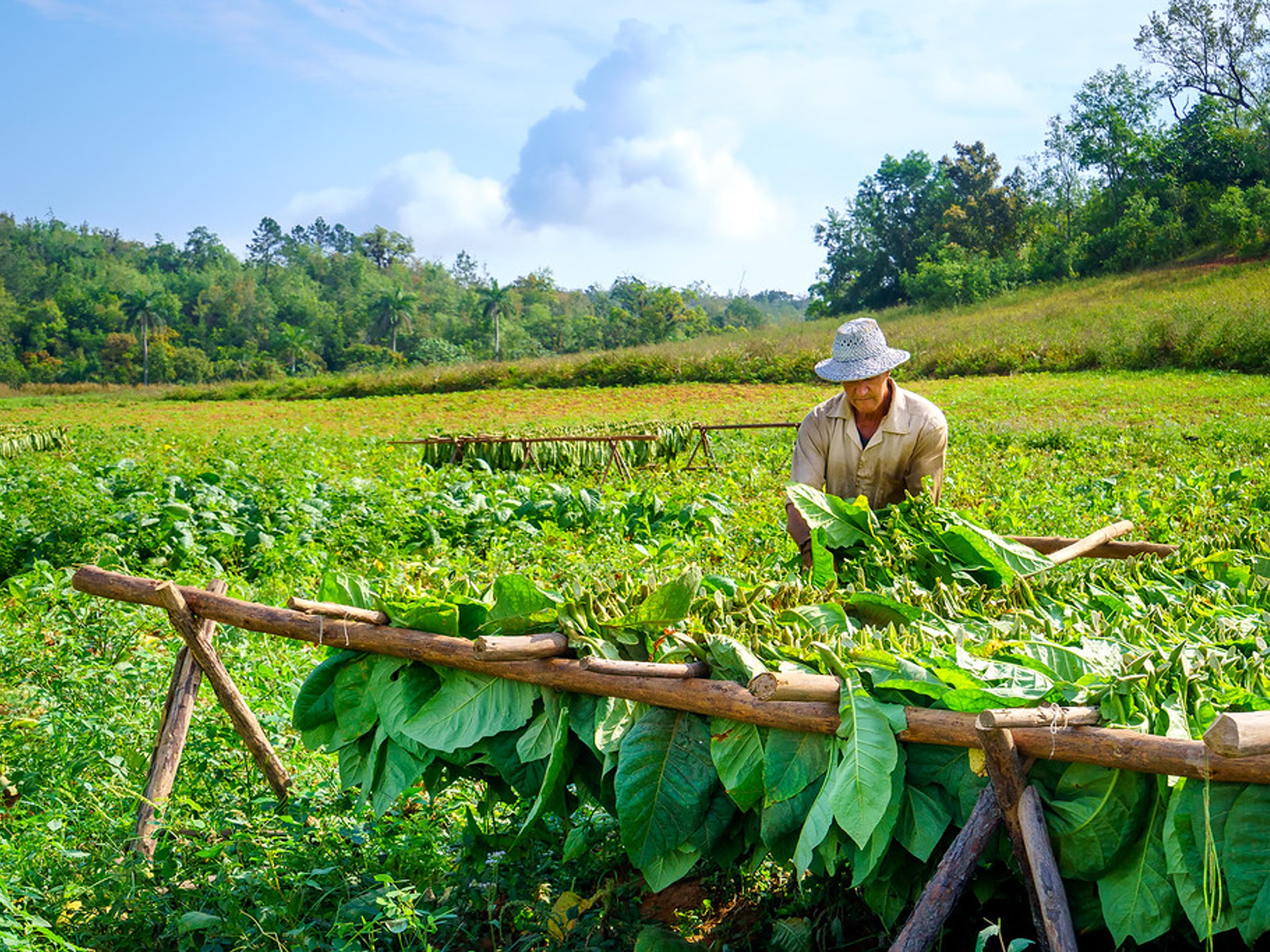 "Passeggiate a cavallo attraverso la Valle del Silencio". Natural farmer Snuff harvest in the Valley of the Silence, Viñales Valley