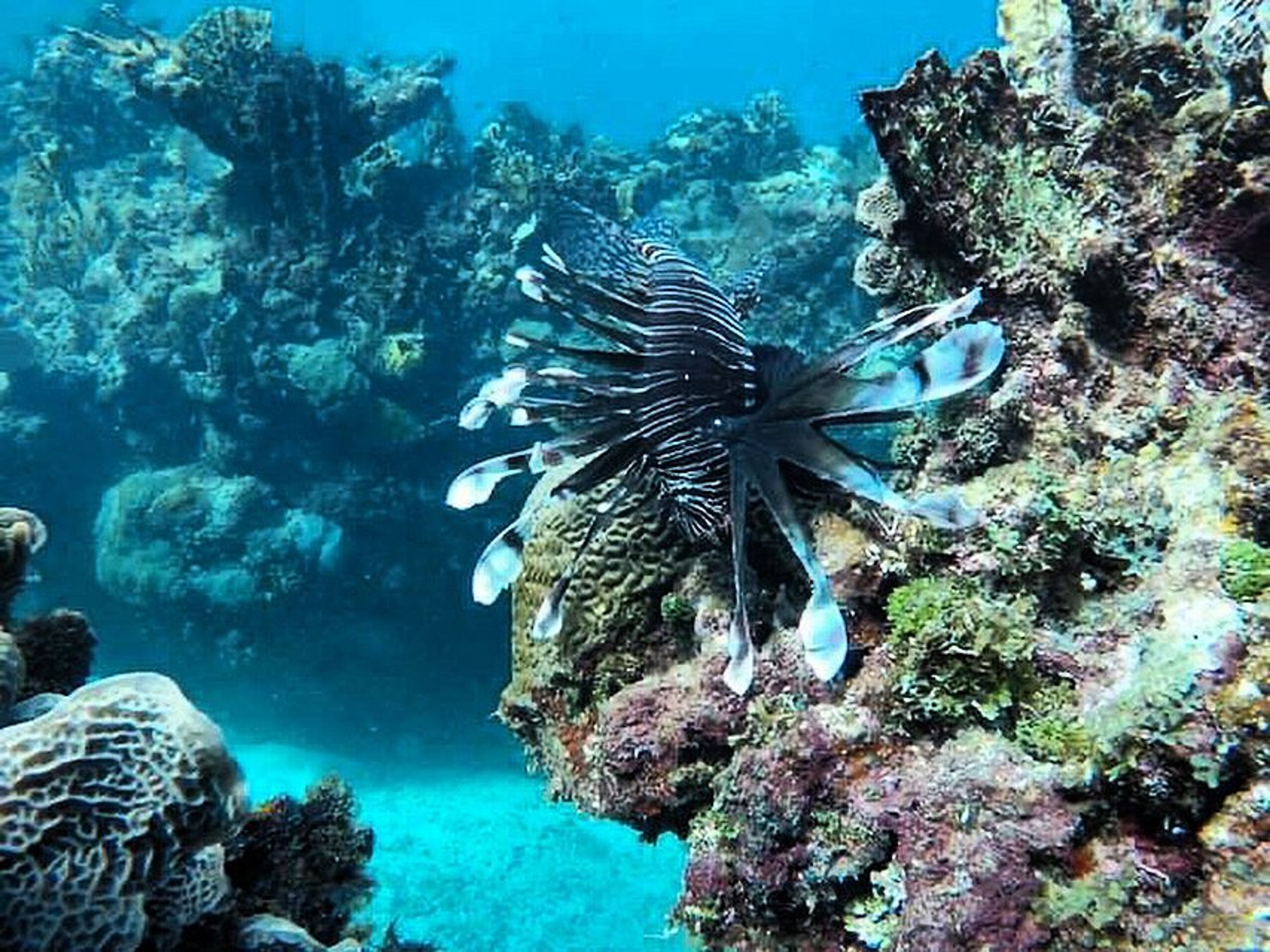 Excursão "SNORKELING EM PLAYA CORAL - CAVERNA DE SATURNO". Snorkeling at Playa Coral, Matanzas, Cuba.