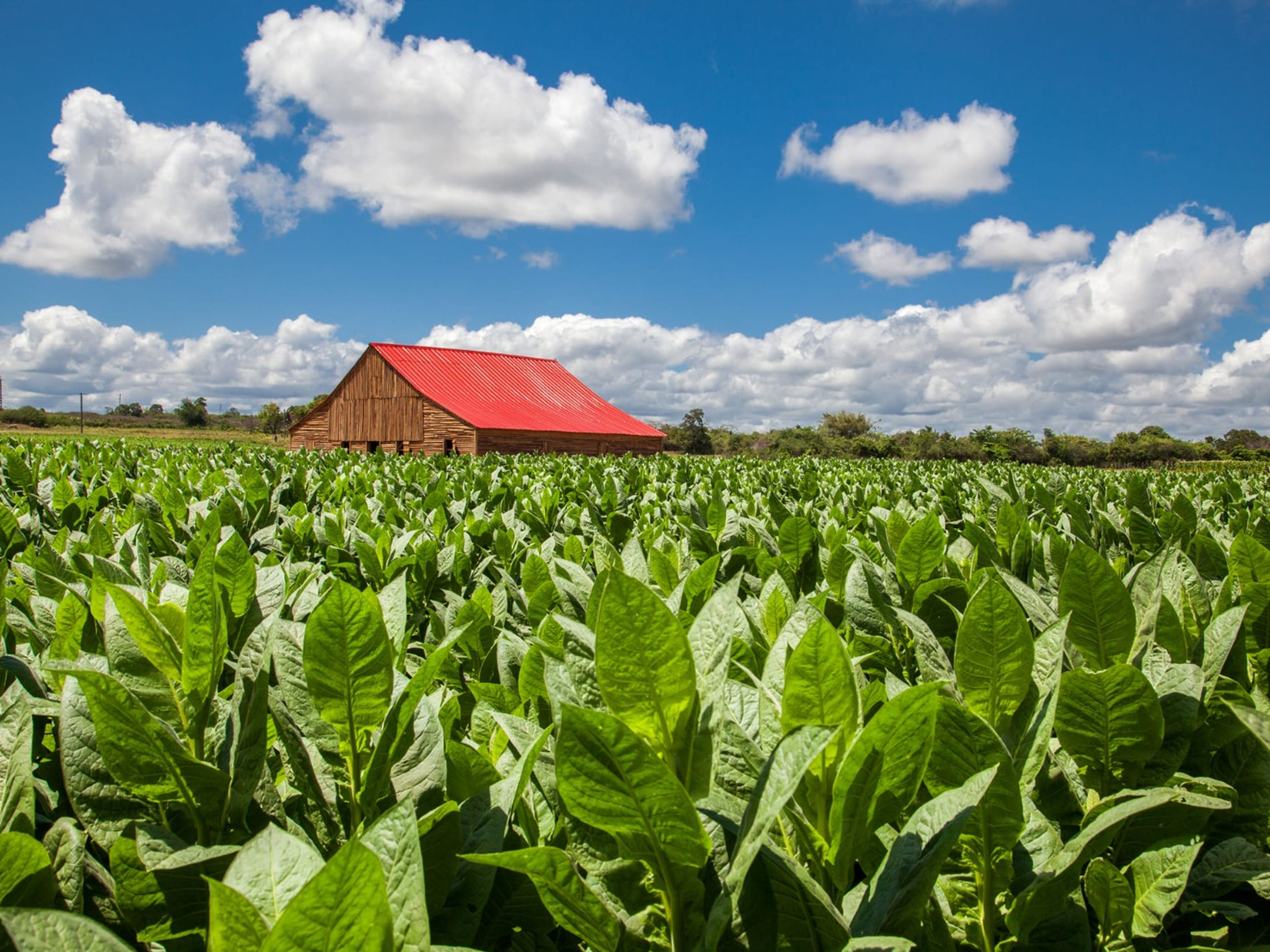 Serviços de transferência colectiva “CONECTANDO CUBA: TRINIDAD / CIENFUEGOS / VIÑALES / PINAR DEL RÍO“ (CC1 - B). The Tobacco Plantations panoramic view, Viñales, Pinar del Río.