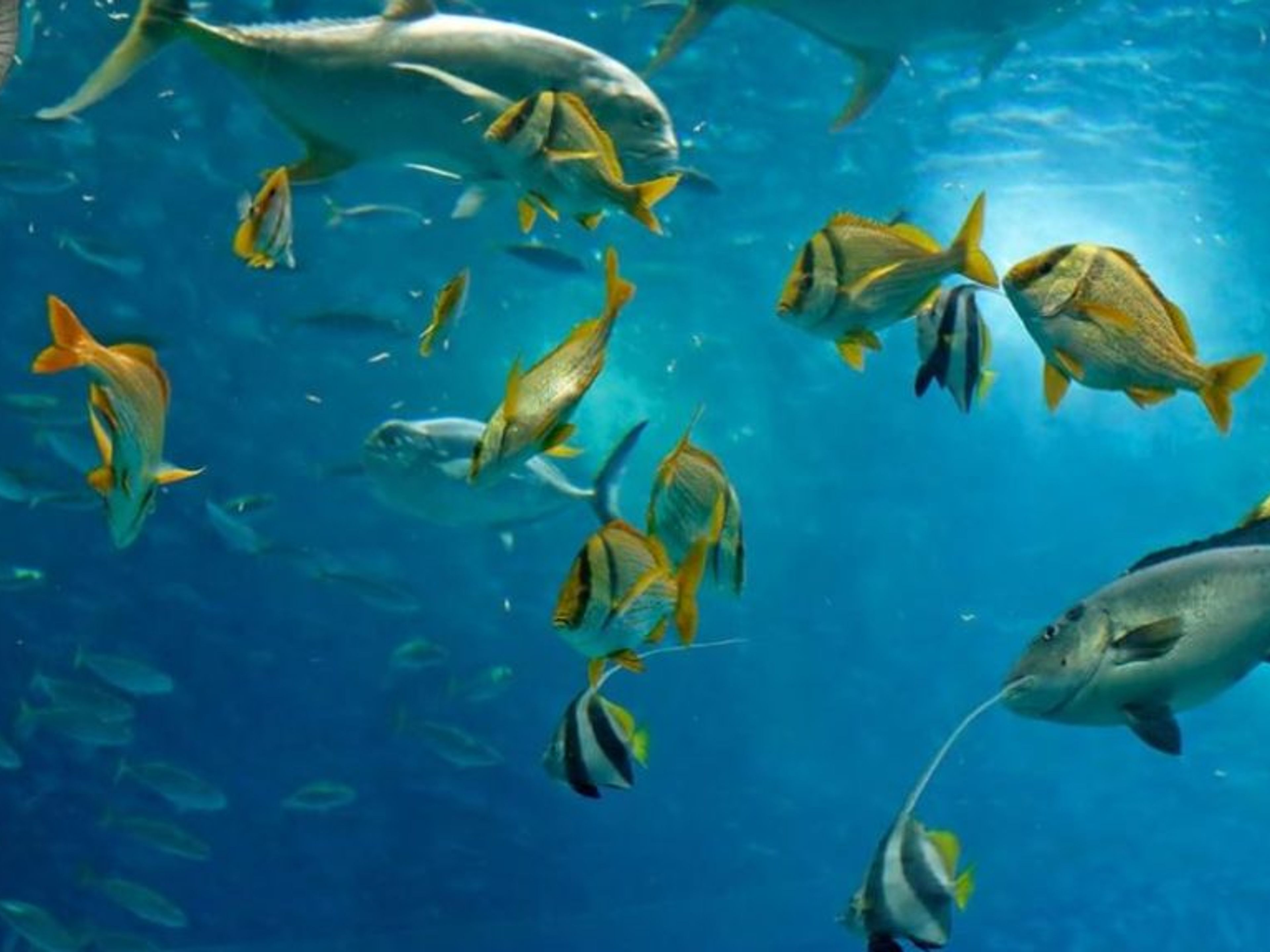 Excursión "Snorkeling desde  Marea del Portillo". "Snorkeling from Marea del Portillo" Tour