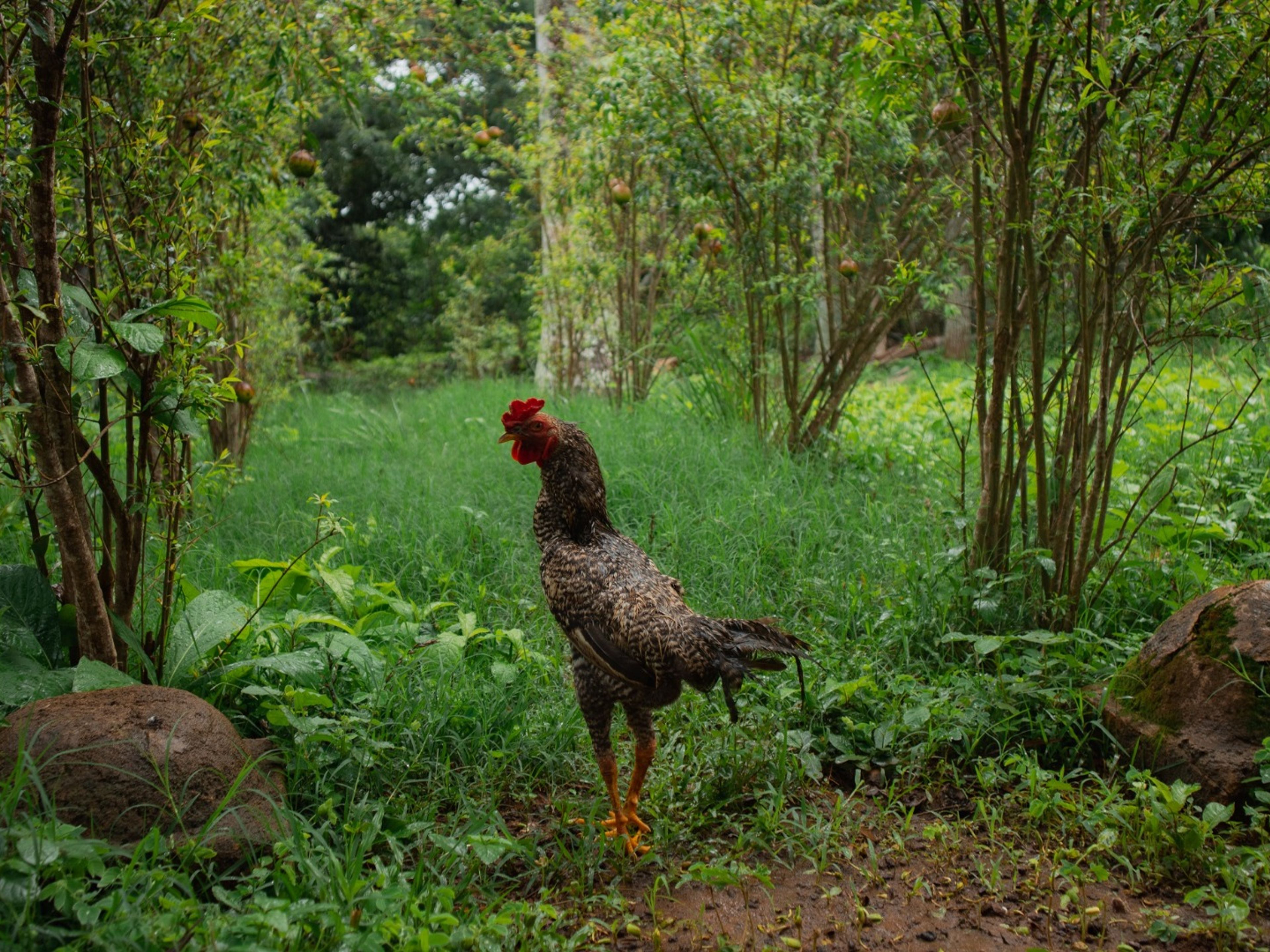 Excursão "À QUINTA LA CURCUMA". "TO LA CURCUMA FARM" Tour, Viñales, Pinar del Río, Cuba.
