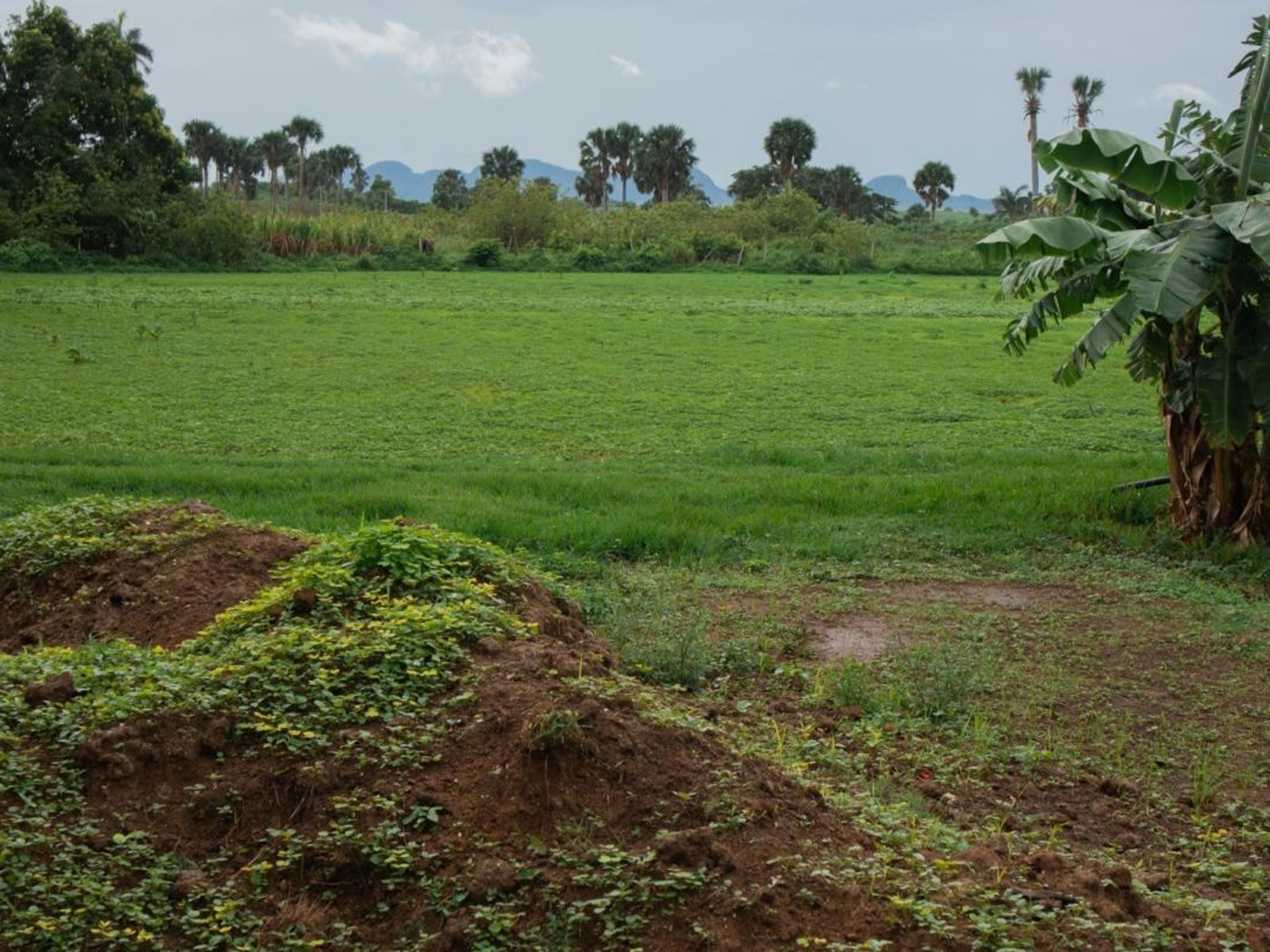 Tour "ALL'AZIENDA AGRICOLA LA CURCUMA". "TO LA CURCUMA FARM" Tour, Viñales, Pinar del Río, Cuba.