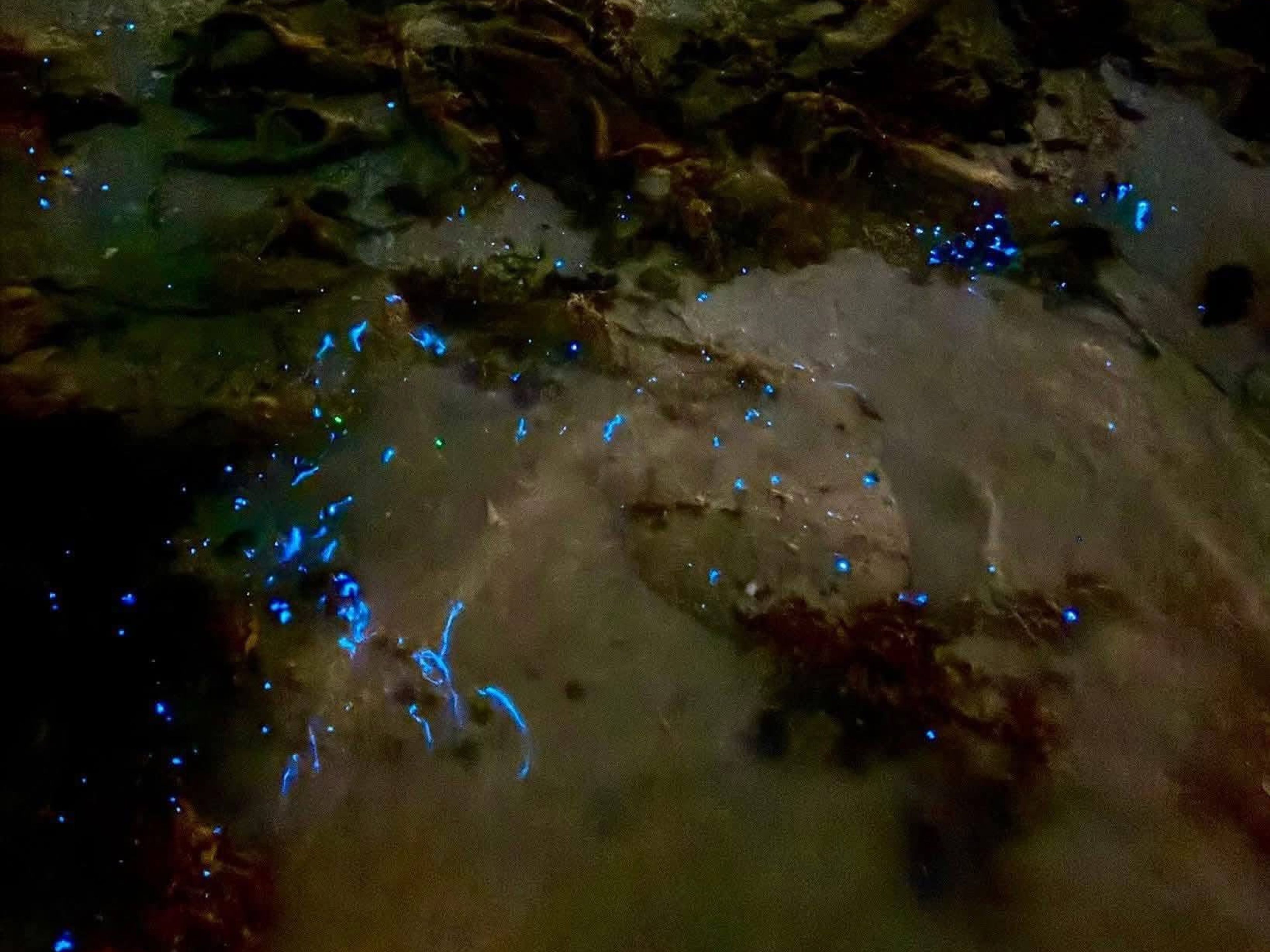 Excursión "TOUR DE BIOLUMINISENCIA EN RÍO LAGARTOS". "RÍO LAGARTOS BIOLUMINESCENCE EXPERIENCE" Tour, Río Lagartos, Yucatán, Mexico.