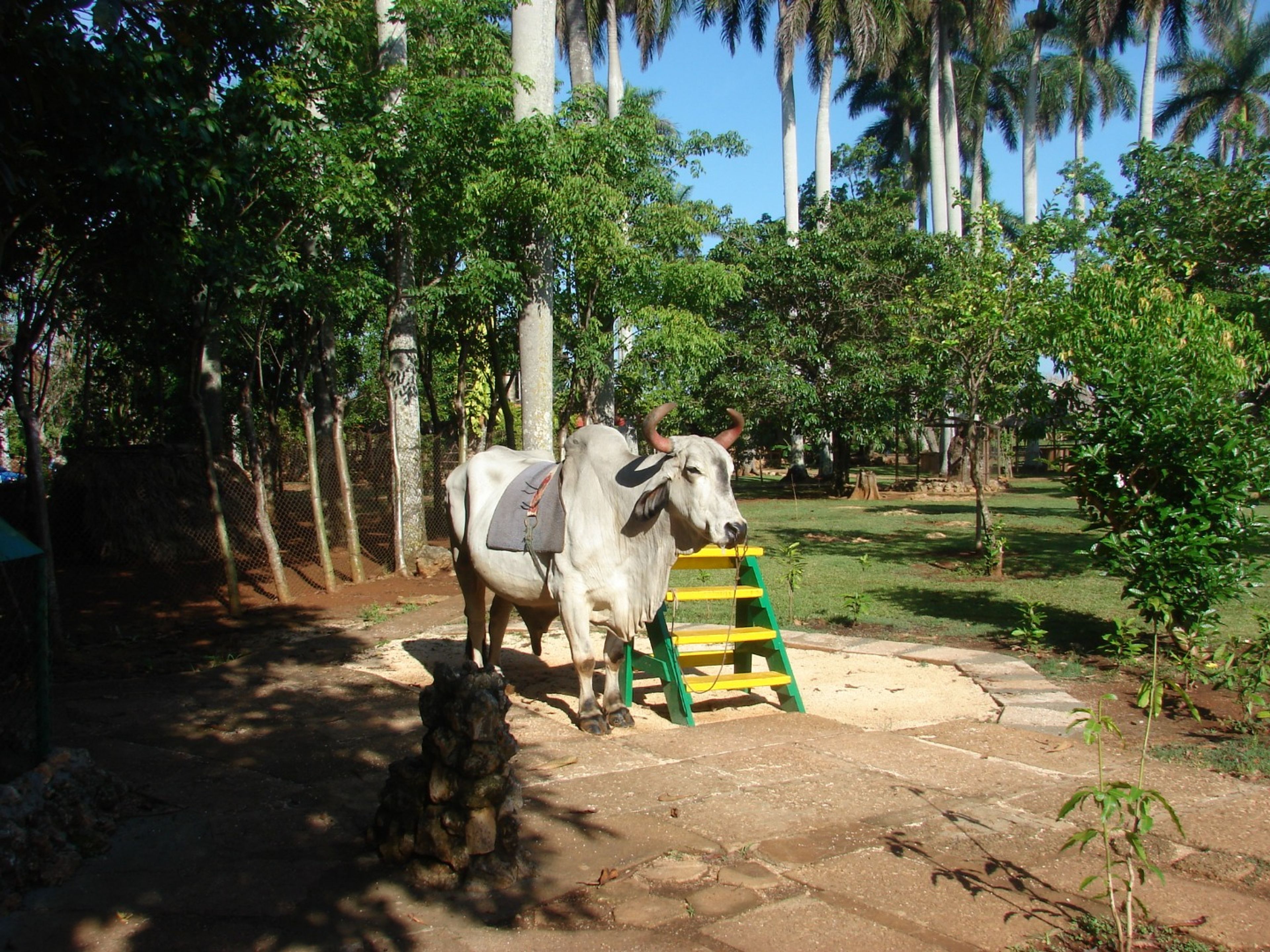 Excursão "VISITA ÀS CARAÍBAS". "TOUR TO THE CARIBBEAN" Tour, Zapata peninsula, Matanzas, Cuba