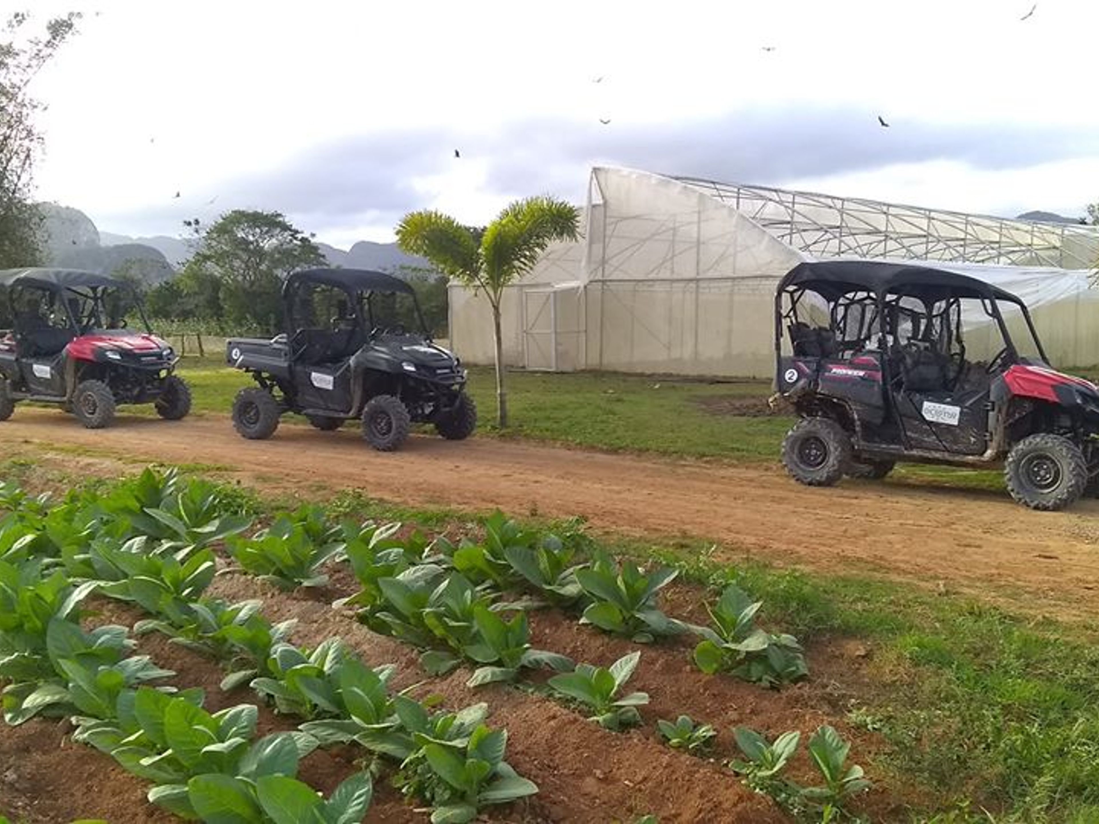 Tour “AVVENTURE SU RUOTE NELLA VALLE DI VIÑALES”. “Adventures on Wheels in Viñales Valley” Tour, Viñales, Pinar del Río, Cuba.