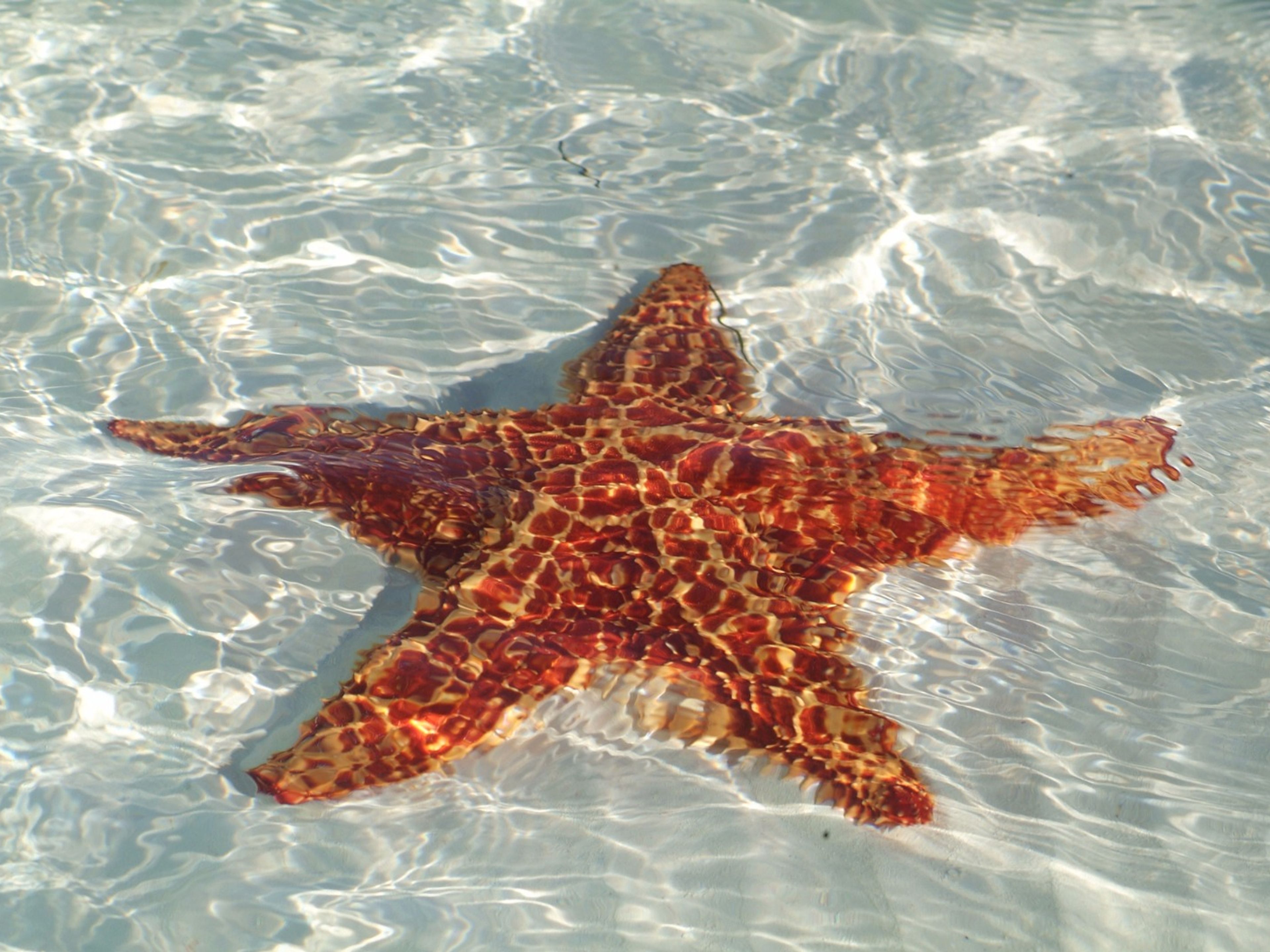 Excursión “CORAL”. Coral Tour, Santa Lucía beach, Camagüey, Cuba.
