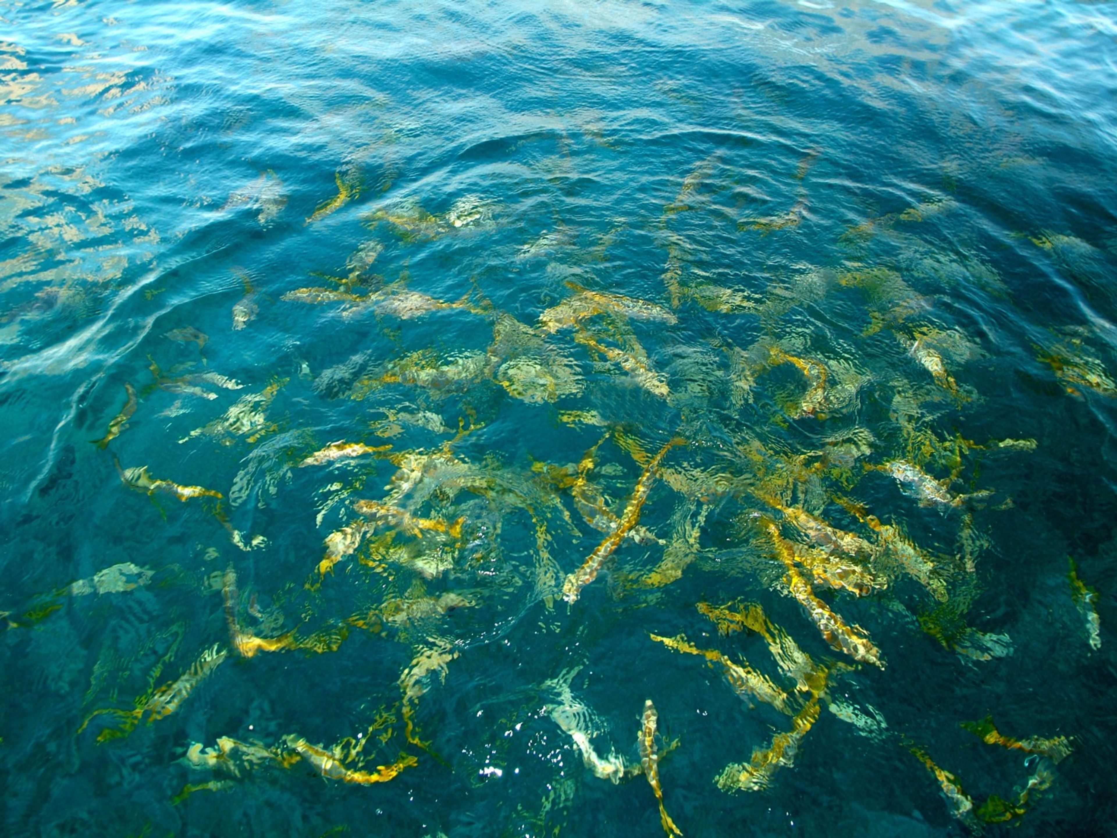 Tур "КОРАЛЛ". Coral Tour, Santa Lucía beach, Camagüey
