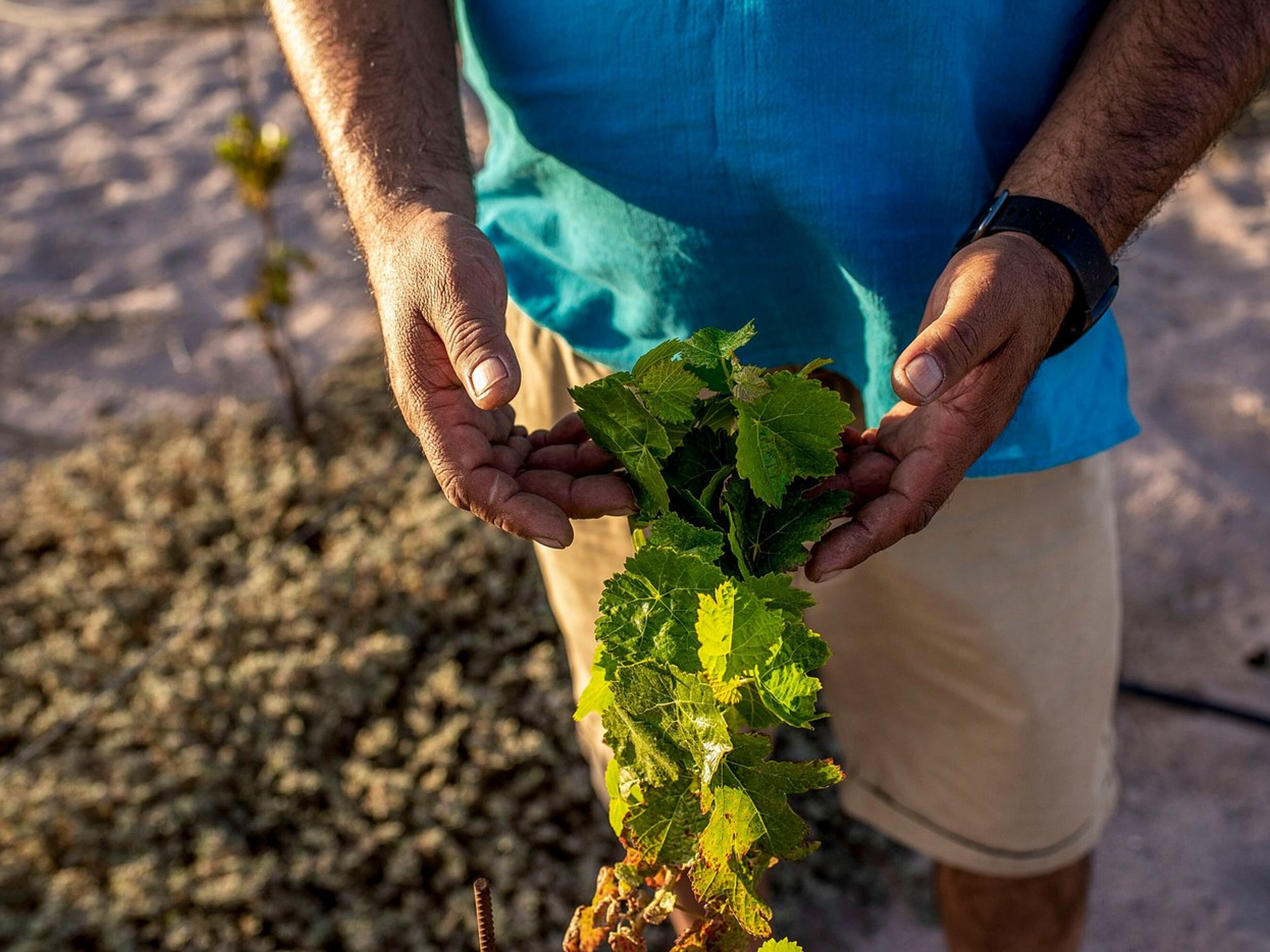 Tour PREMIUM "ROUTE DES VINS DE TOCONAO". "TOCONAO WINE ROUTE" PREMIUM Tour, San Pedro de Atacama, Chile. 