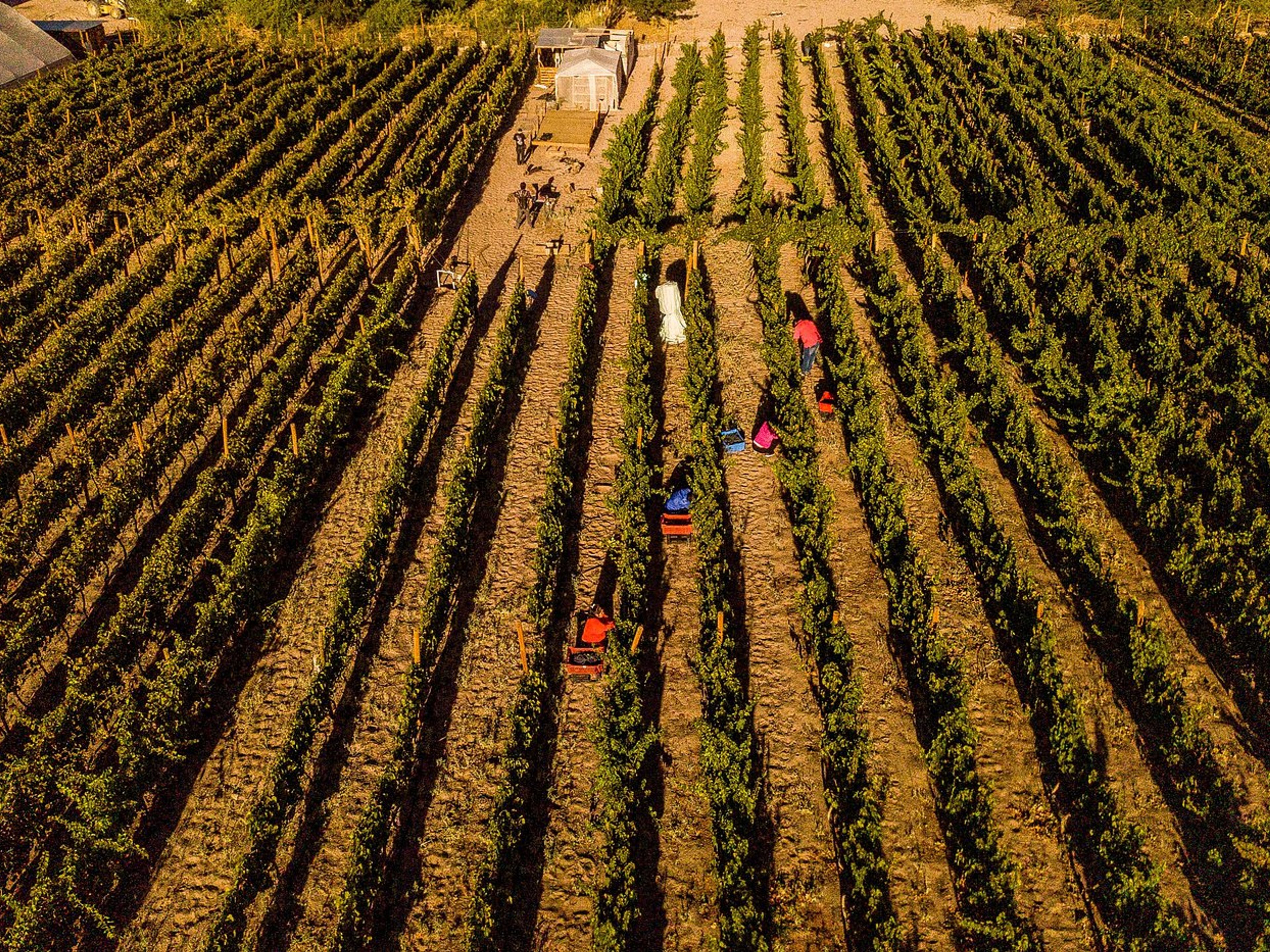 Tour PREMIUM "ROUTE DES VINS DE TOCONAO". "TOCONAO WINE ROUTE" PREMIUM Tour, San Pedro de Atacama, Chile. 